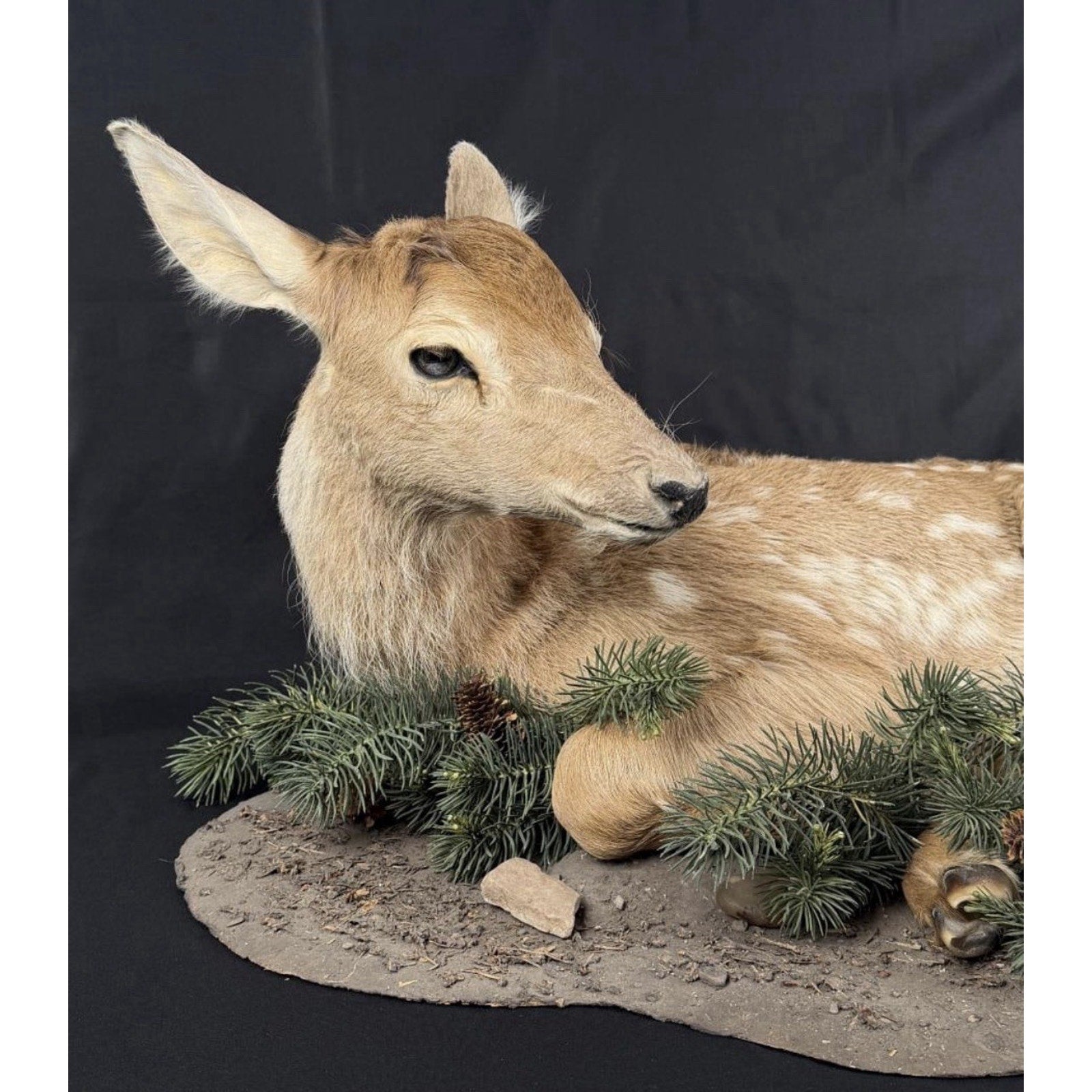 FHPATDB1 - Real Baby Elk Calf Fawn Taxidermy Mount