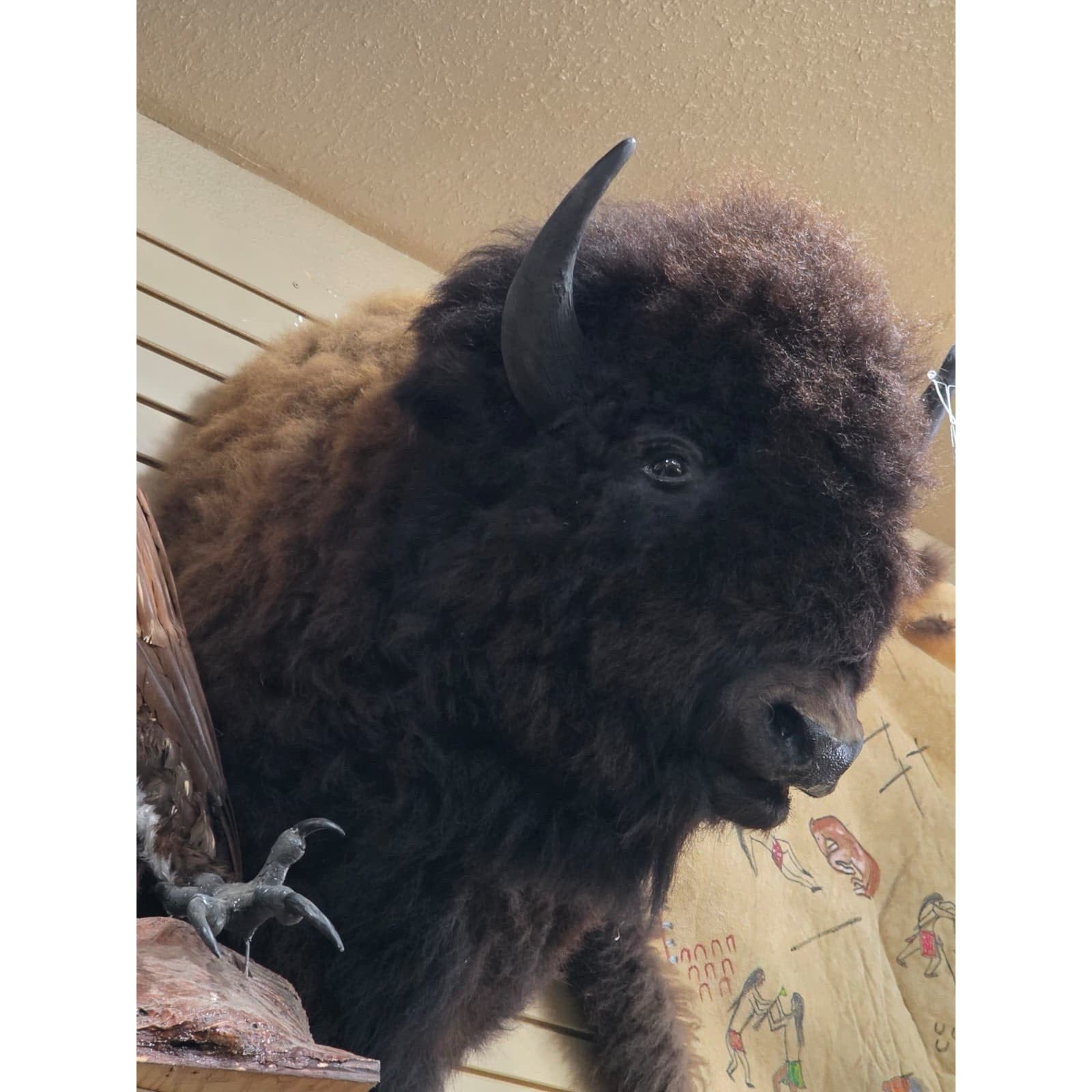 FHDAR351- XL Buffalo Bison Taxidermy Shoulder mount Free Shipping