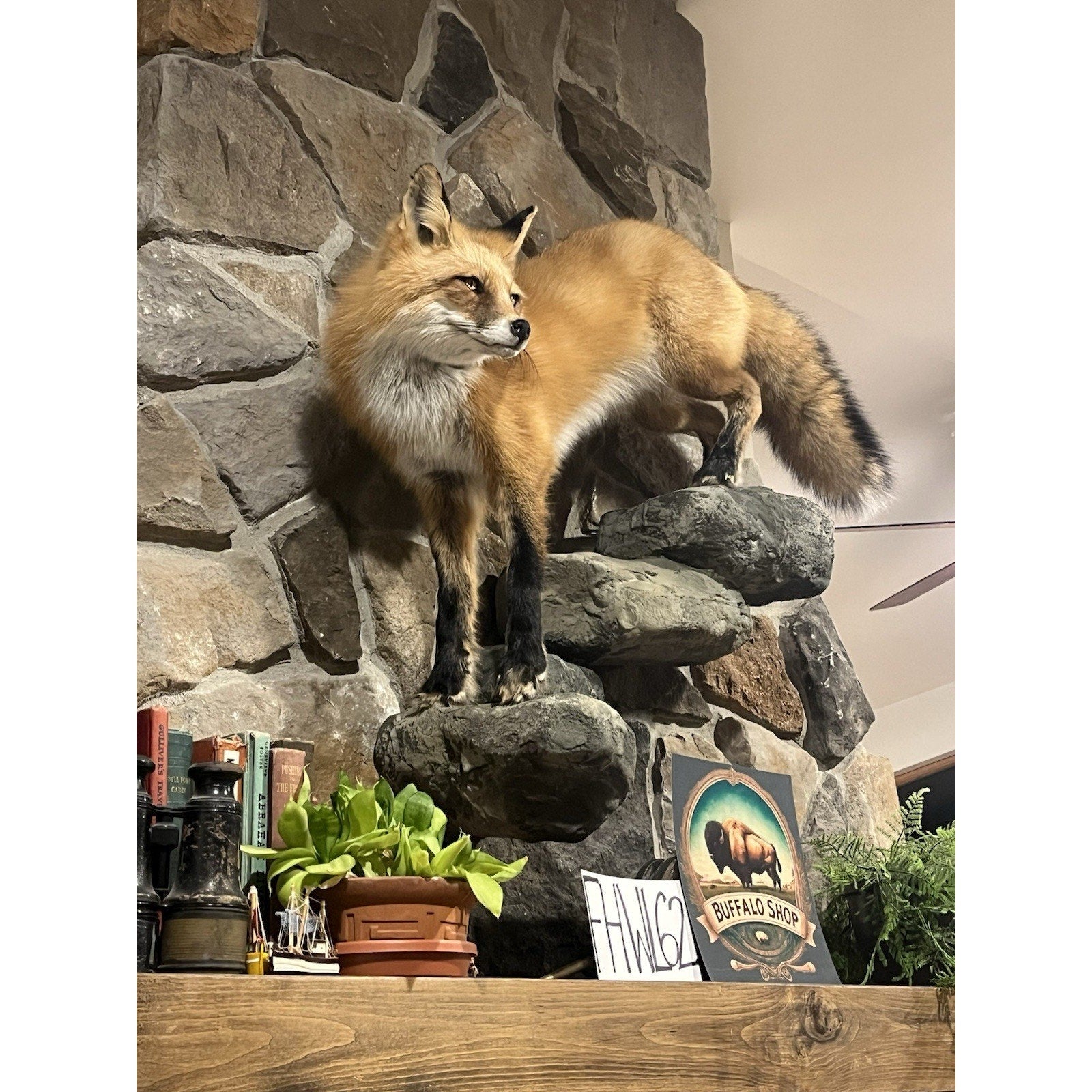 FHWL62 - Red Fox Taxidermy Full Body Mount