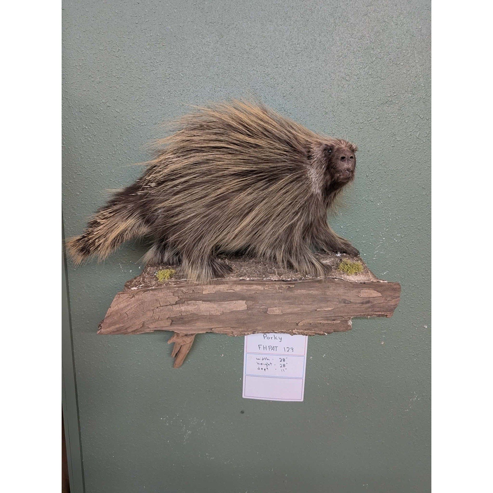FHPAT123 - Beautiful Montana Prime Winter Porcupine Taxidermy Mount
