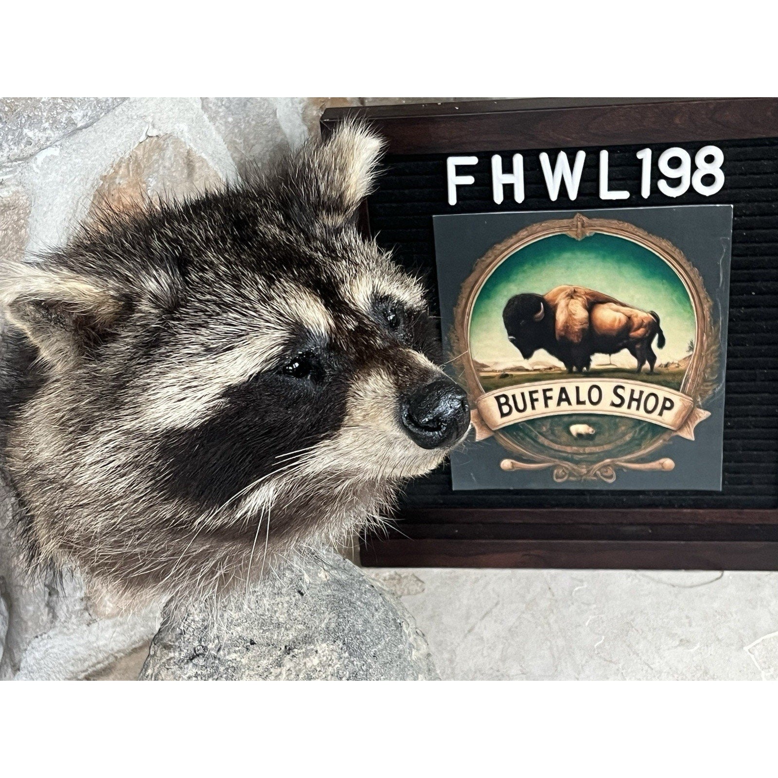 FHWL198 -Raccoon Pedestal Taxidermy Mount