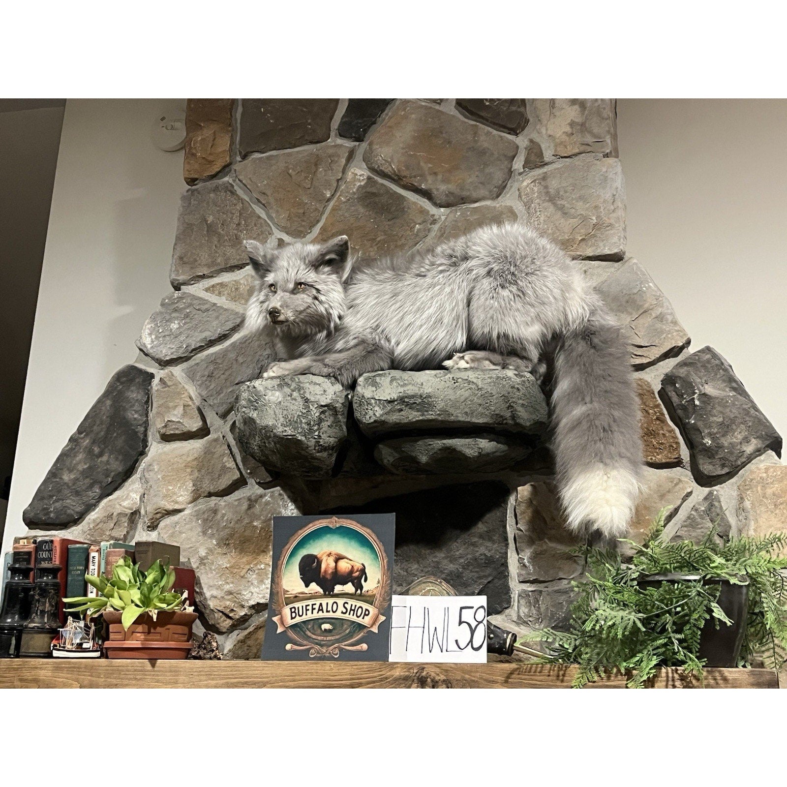 FHWL58 - Beautiful Grey Ranch Fox Taxidermy Full Body Mount