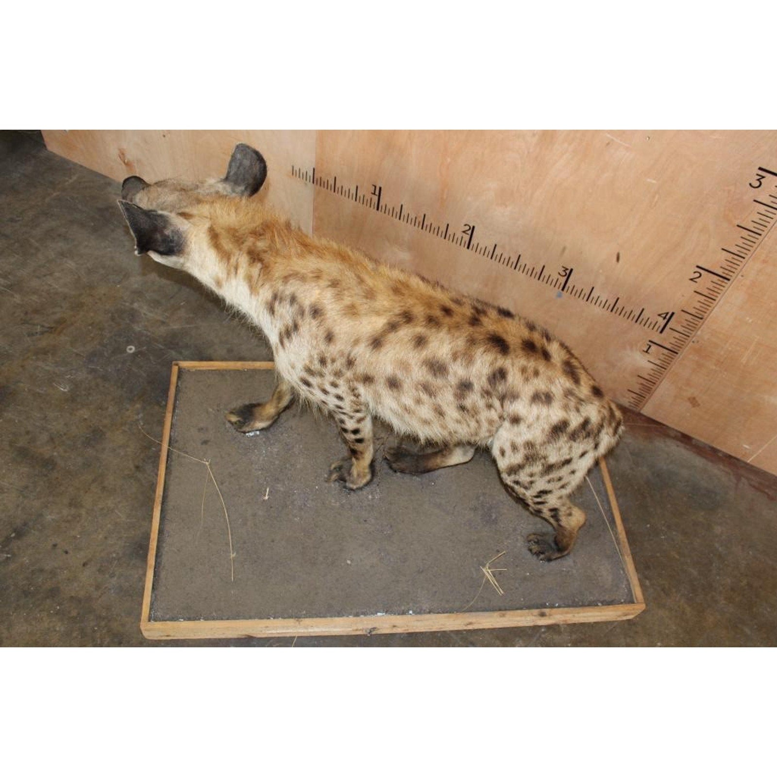 FHBRENT2 - XL Life-sized SPOTTED HYENA on a Wood Base