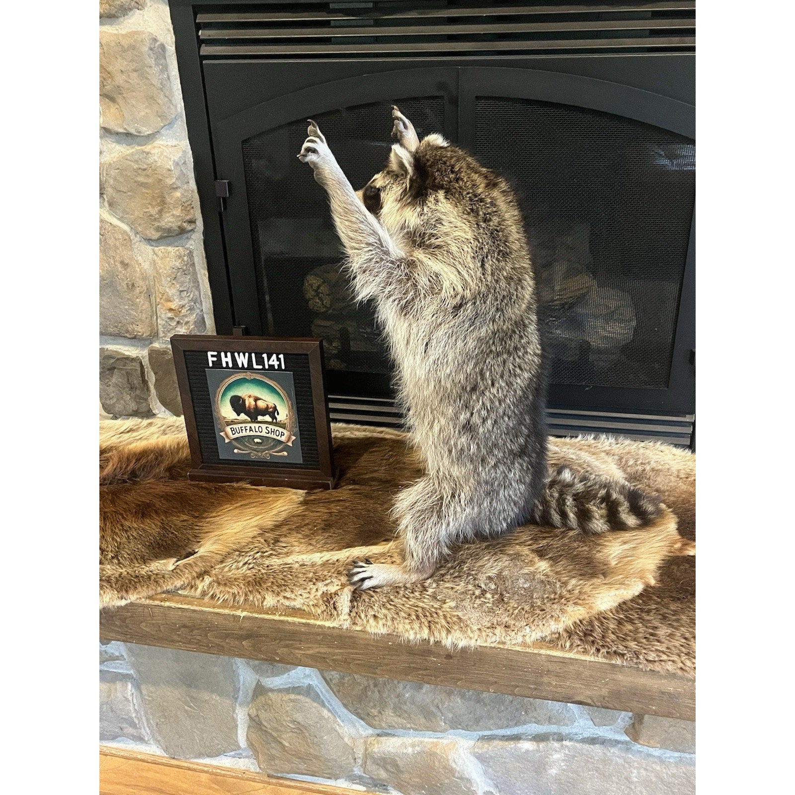 FHWL141- Fat Raccoon Taxidermy Mount