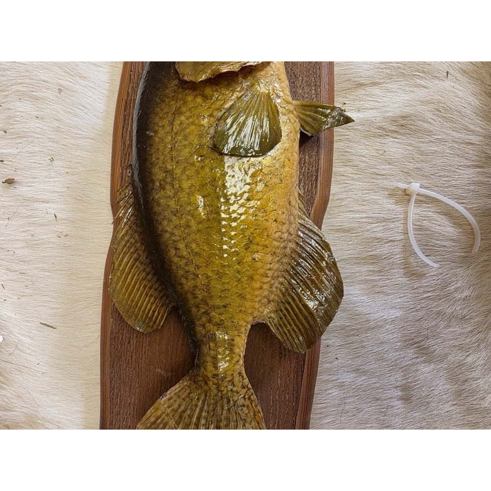 JTV219 - 13 1/2" Rock Bass Fish Real Skin Taxidermy Mount