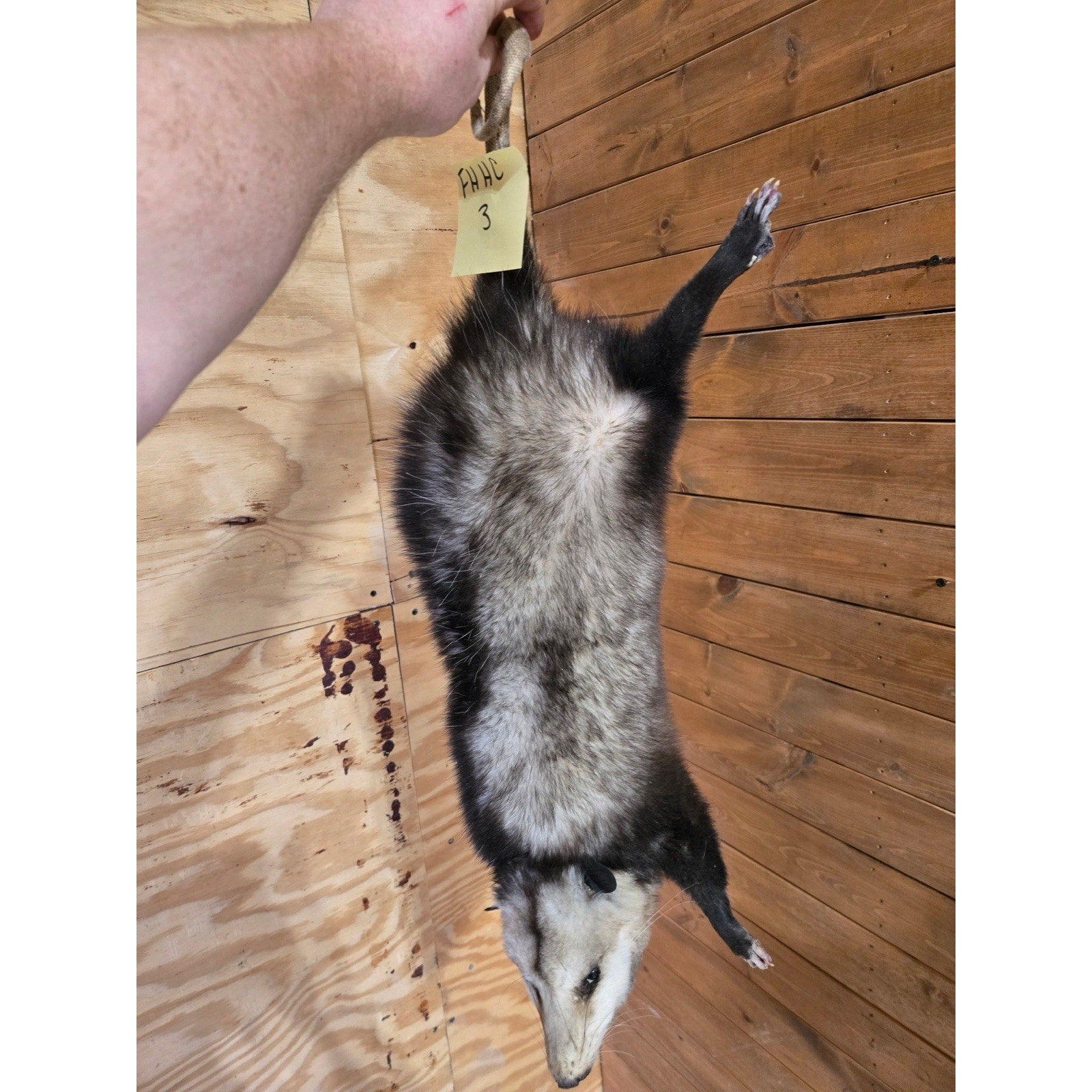 FHHCO3 - Hanging Opossum Full Body Taxidermy Mount