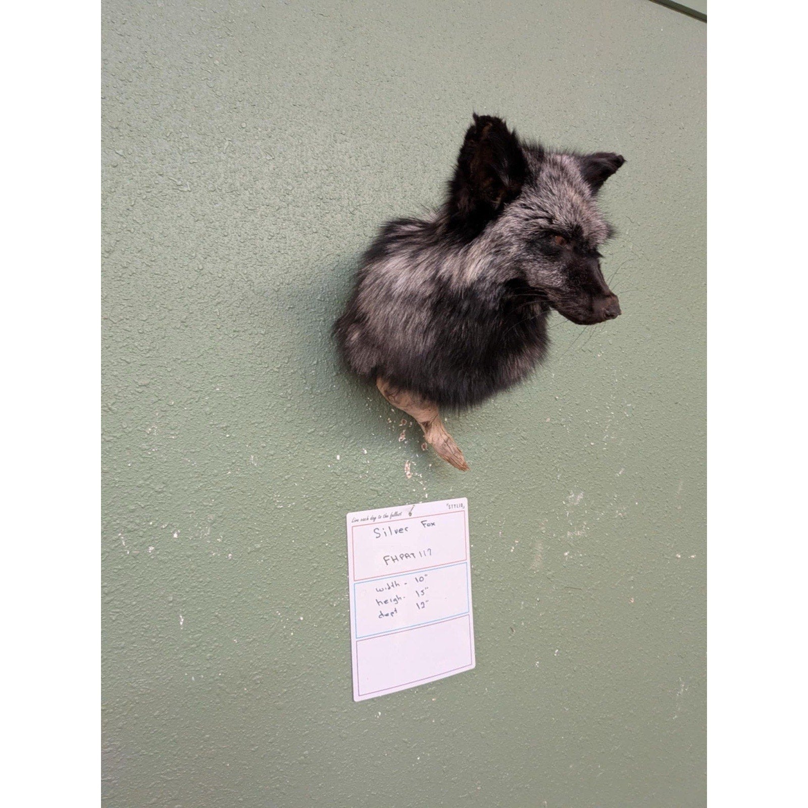 FHPAT117 - Cross Fox Taxidermy Shoulder mount