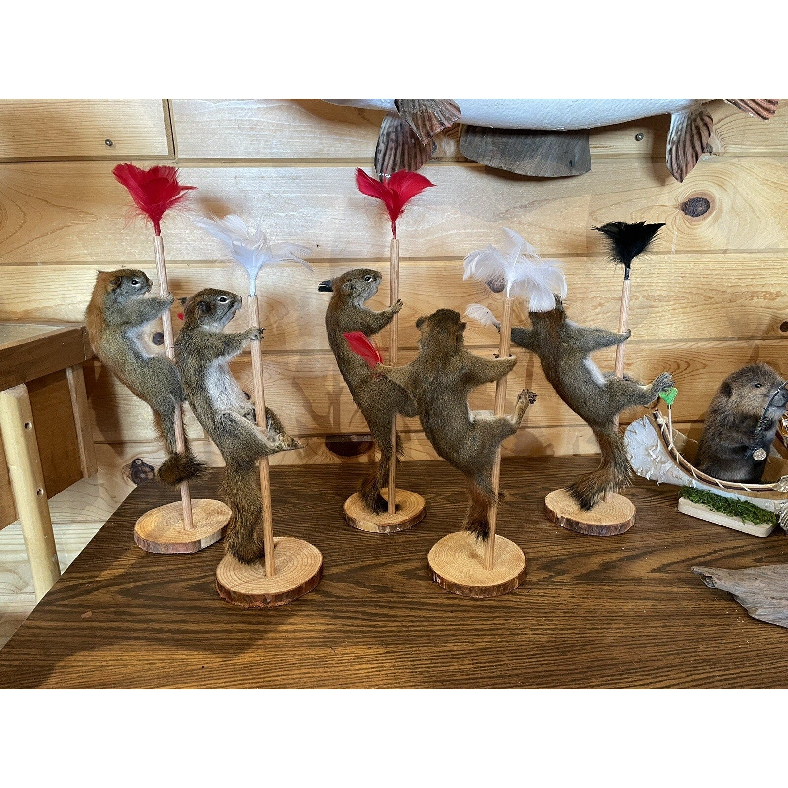 FHSUZ24 - Beautiful Dancing stripping Red Squirrel Small Animal Taxidermy Mount Art Wildlife