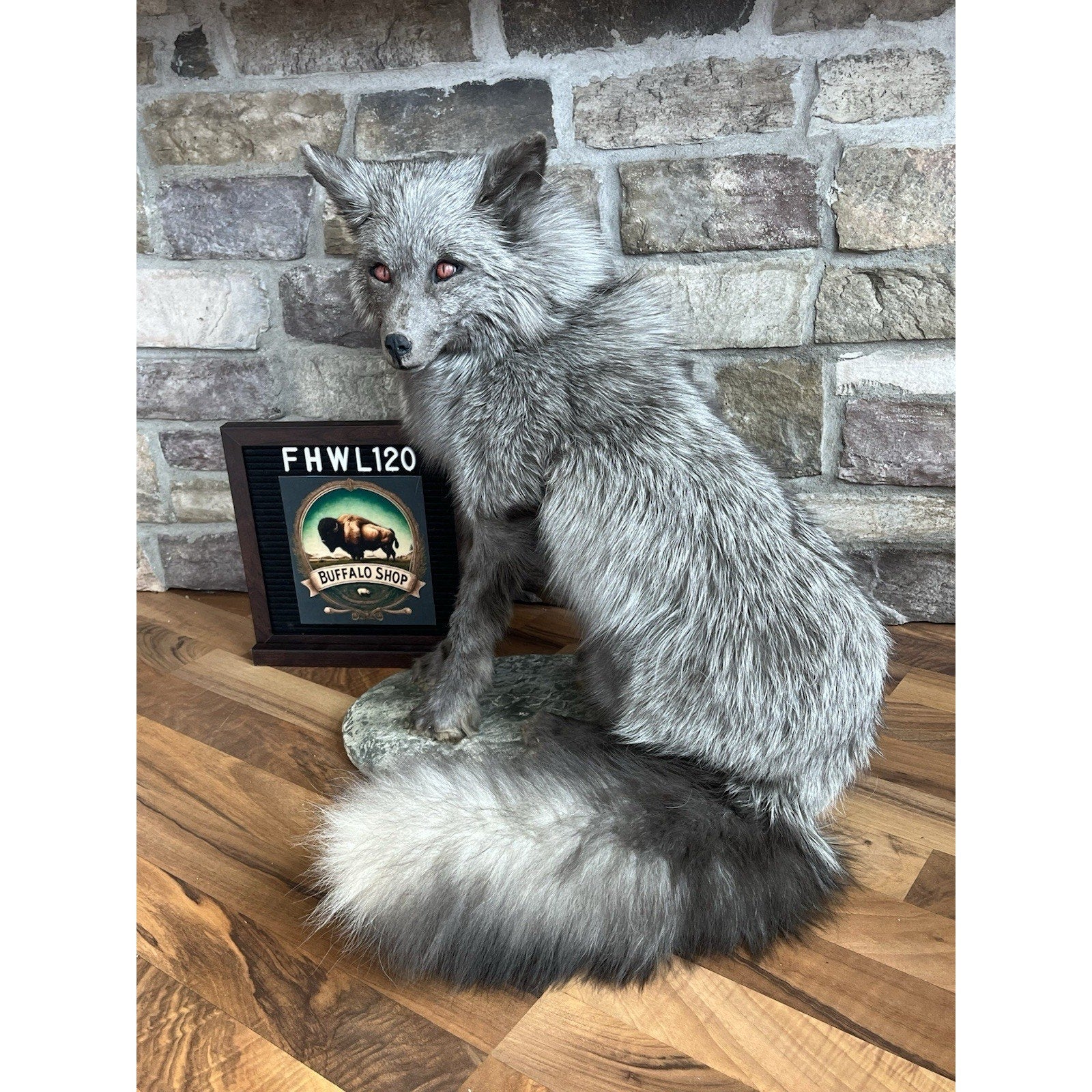 FHWL120 - Grey Ranch Fox Taxidermy Full Body Mount
