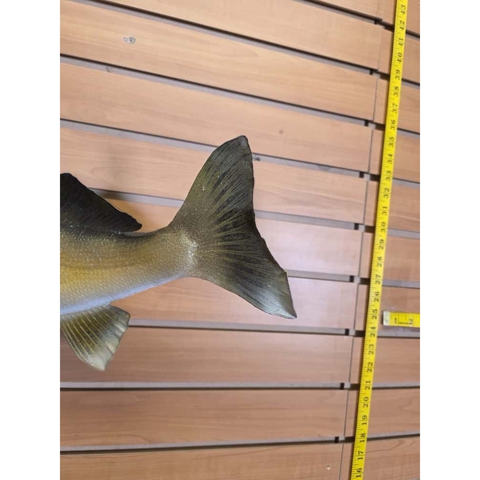 FHCM32 - Real Skin 24” Walleye Fish Taxidermy Wall Mount