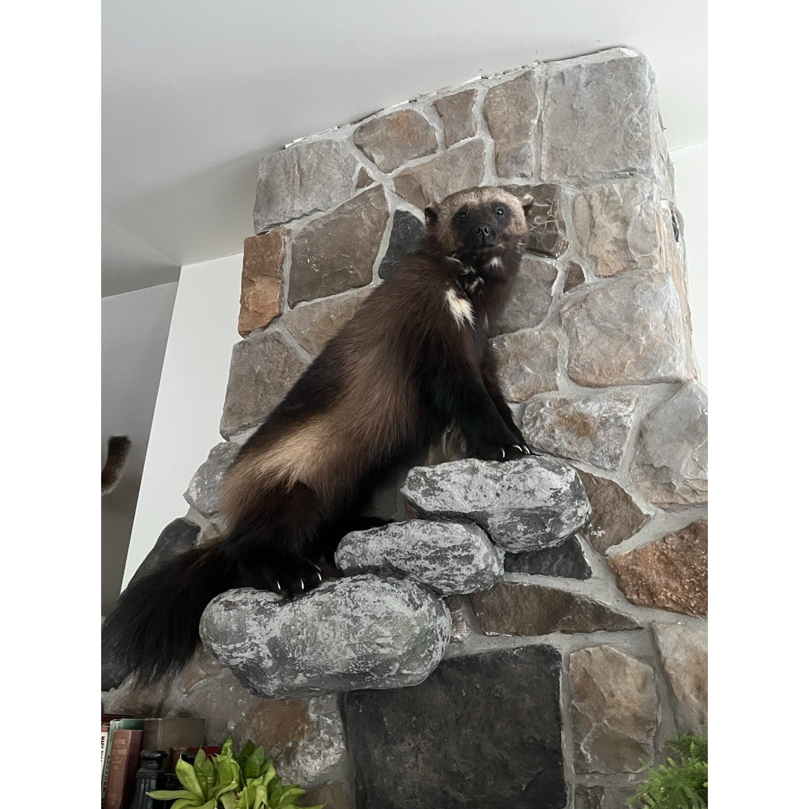 FHWL26 - Beautiful Real Alaskan Wolverine Prime Fur Taxidermy Mount