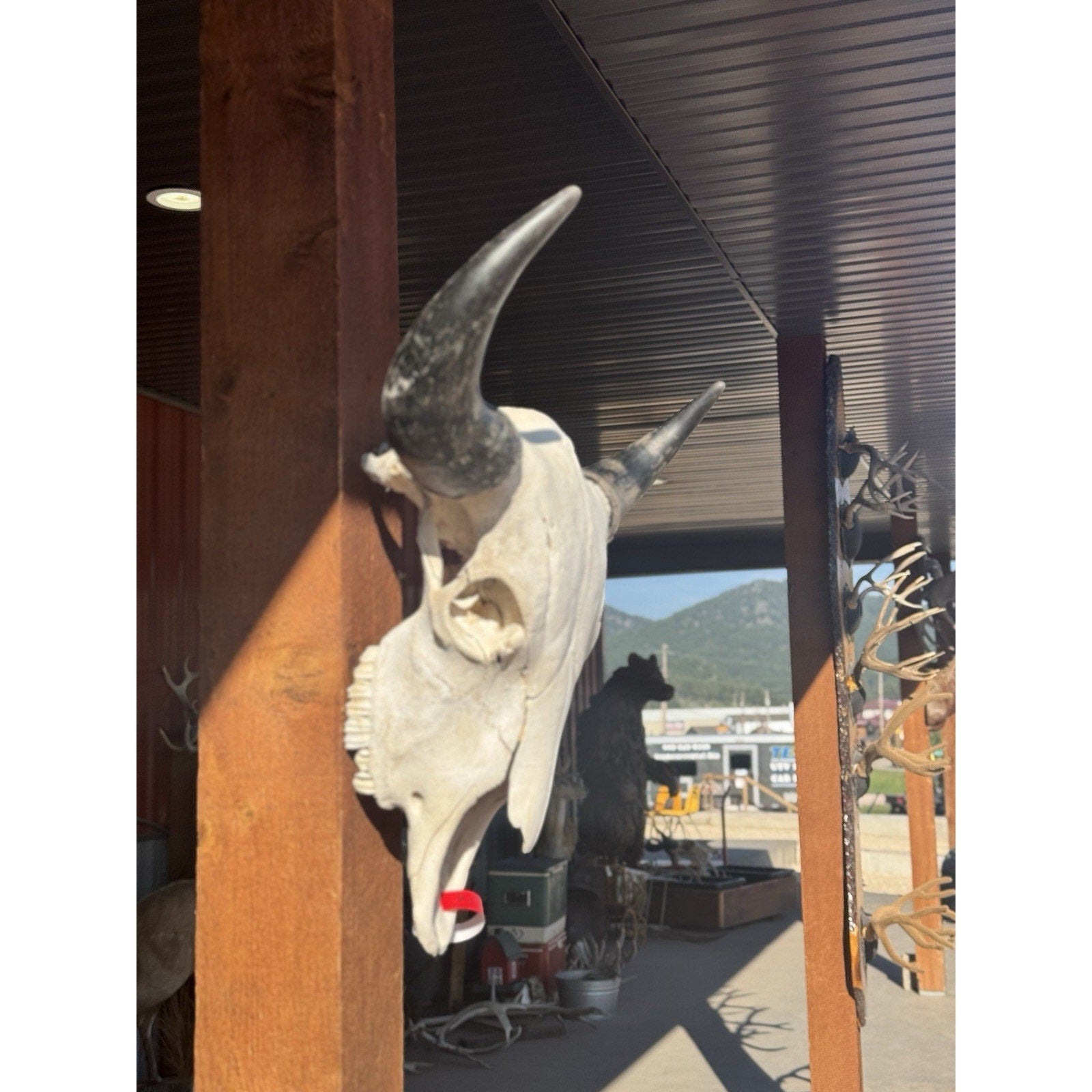 FH47395 - XXL Buffalo / Bison Skull Taxidermy Mount