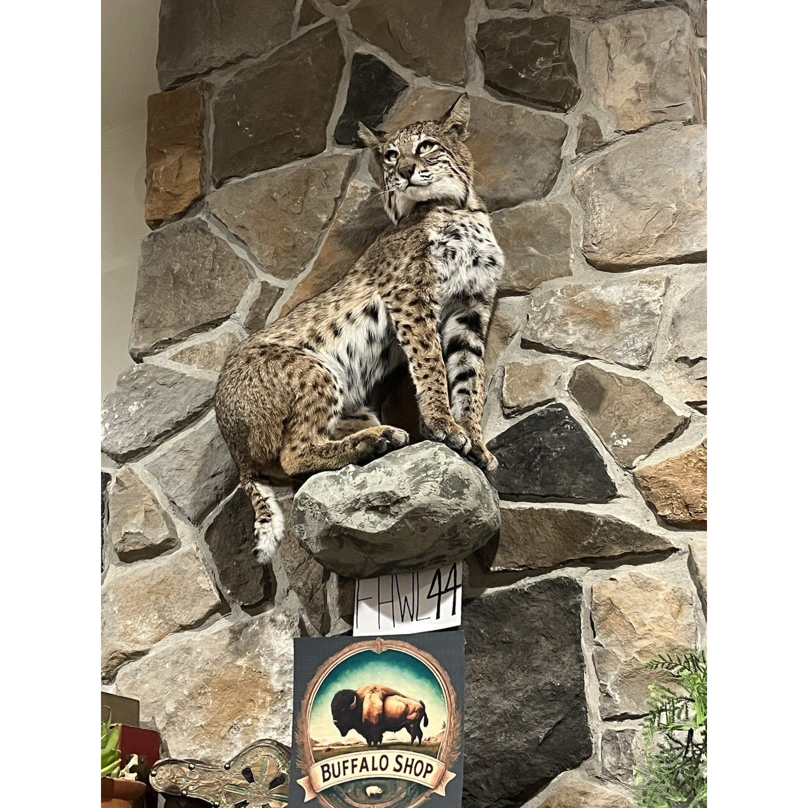 FHWL44 - Bobcat Taxidermy Full Body Mount