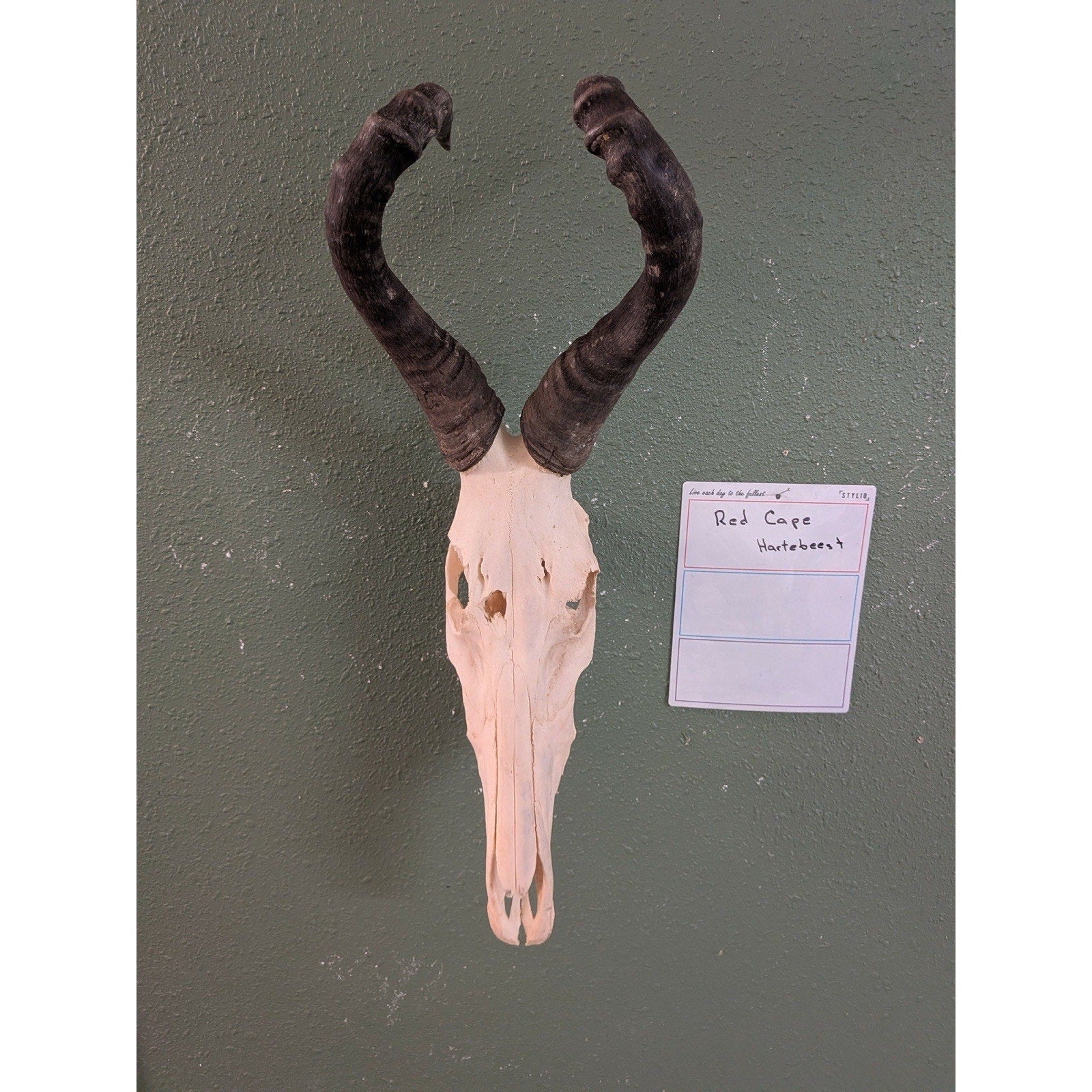 FHPAT110- Red Cape hartebeest Real Skull Taxidermy