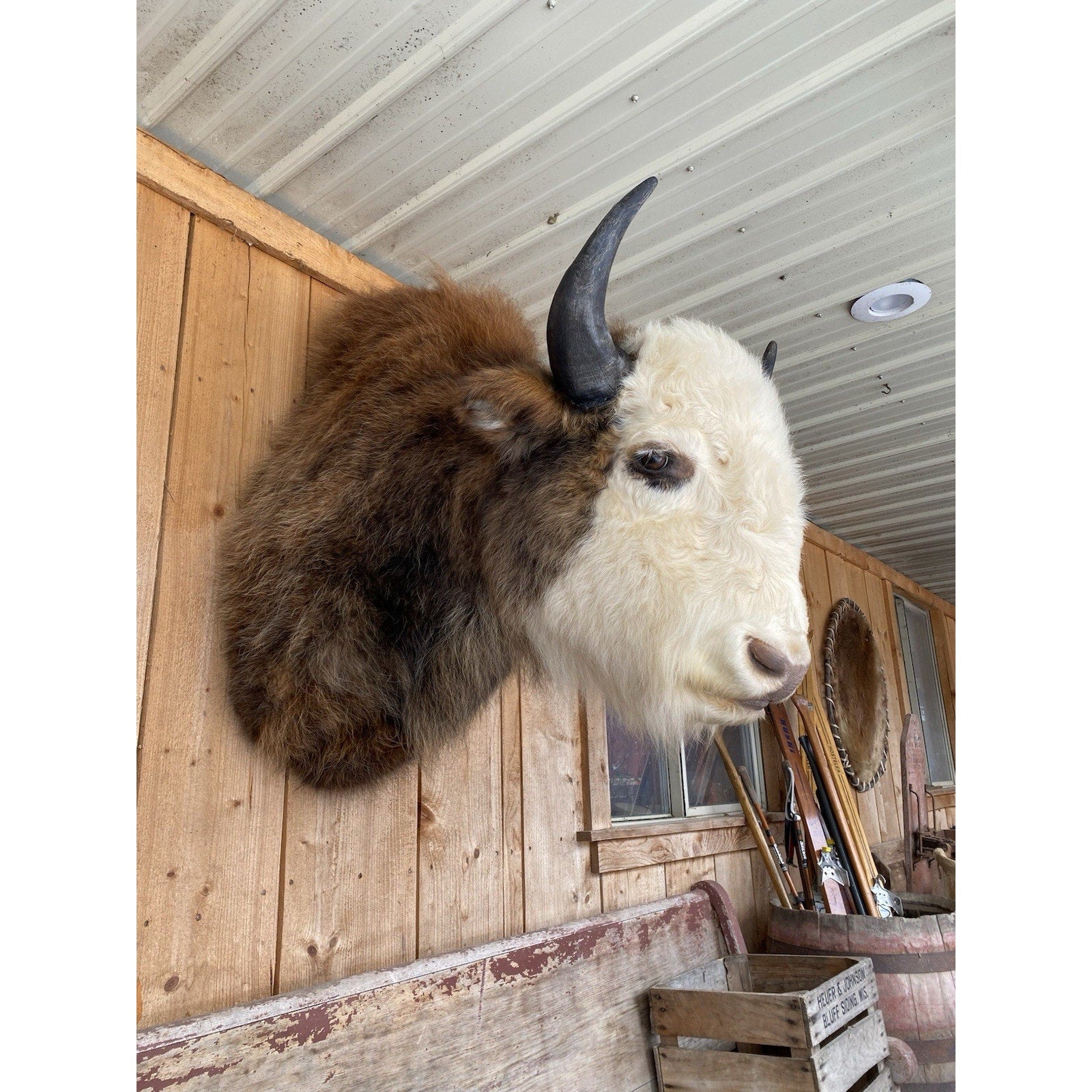 FHDAR43- Rare Sacred White-faced Buffalo Bison Taxidermy Shoulder mount