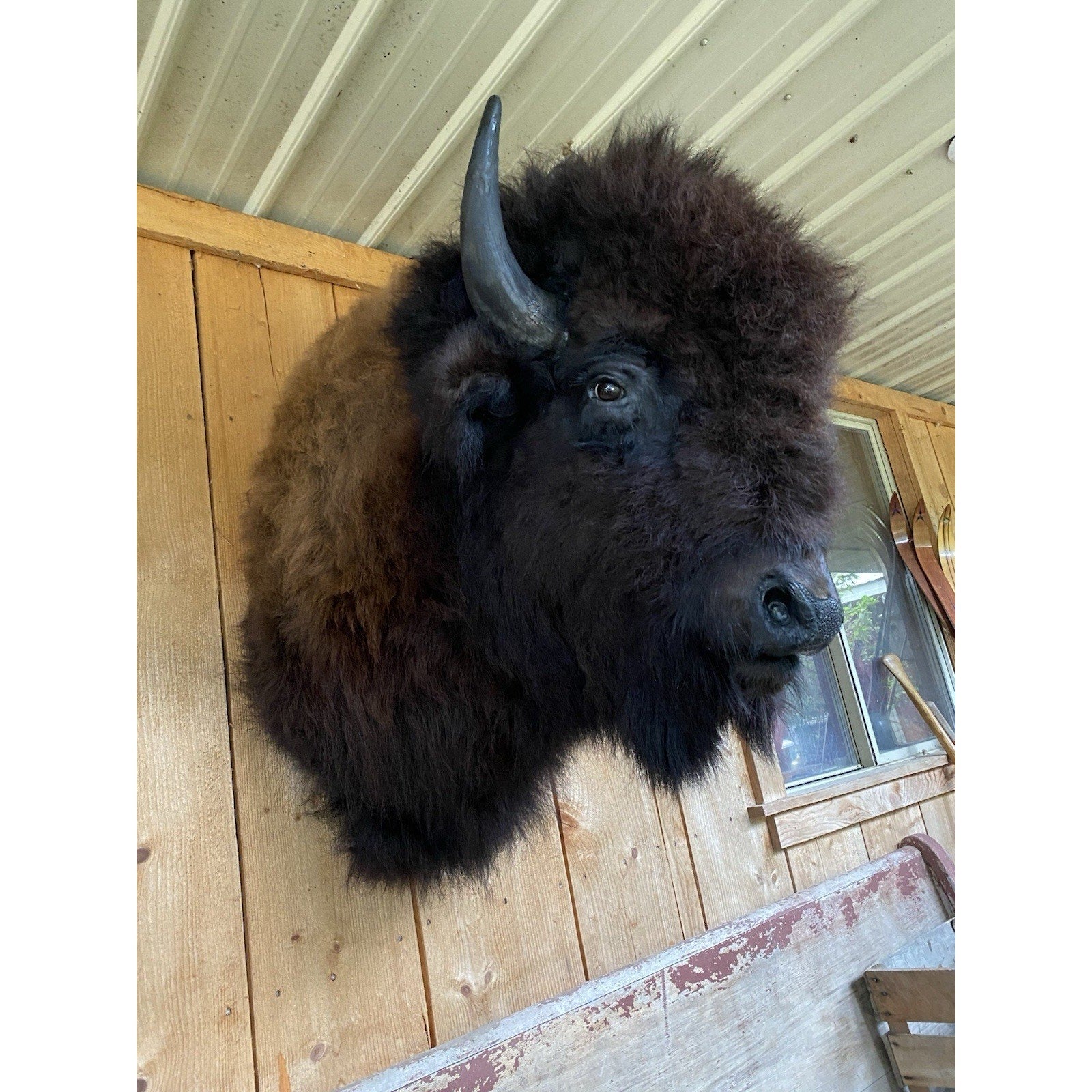 FHDAR42-XL Buffalo Taxidermy Shoulder mount Bull