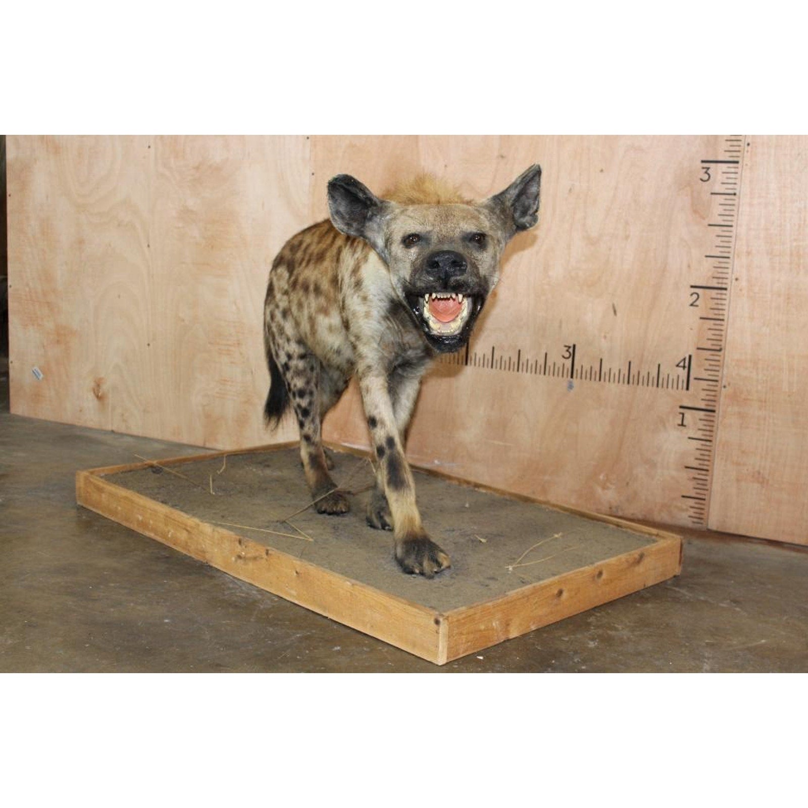 FHBRENT2 - XL Life-sized SPOTTED HYENA on a Wood Base