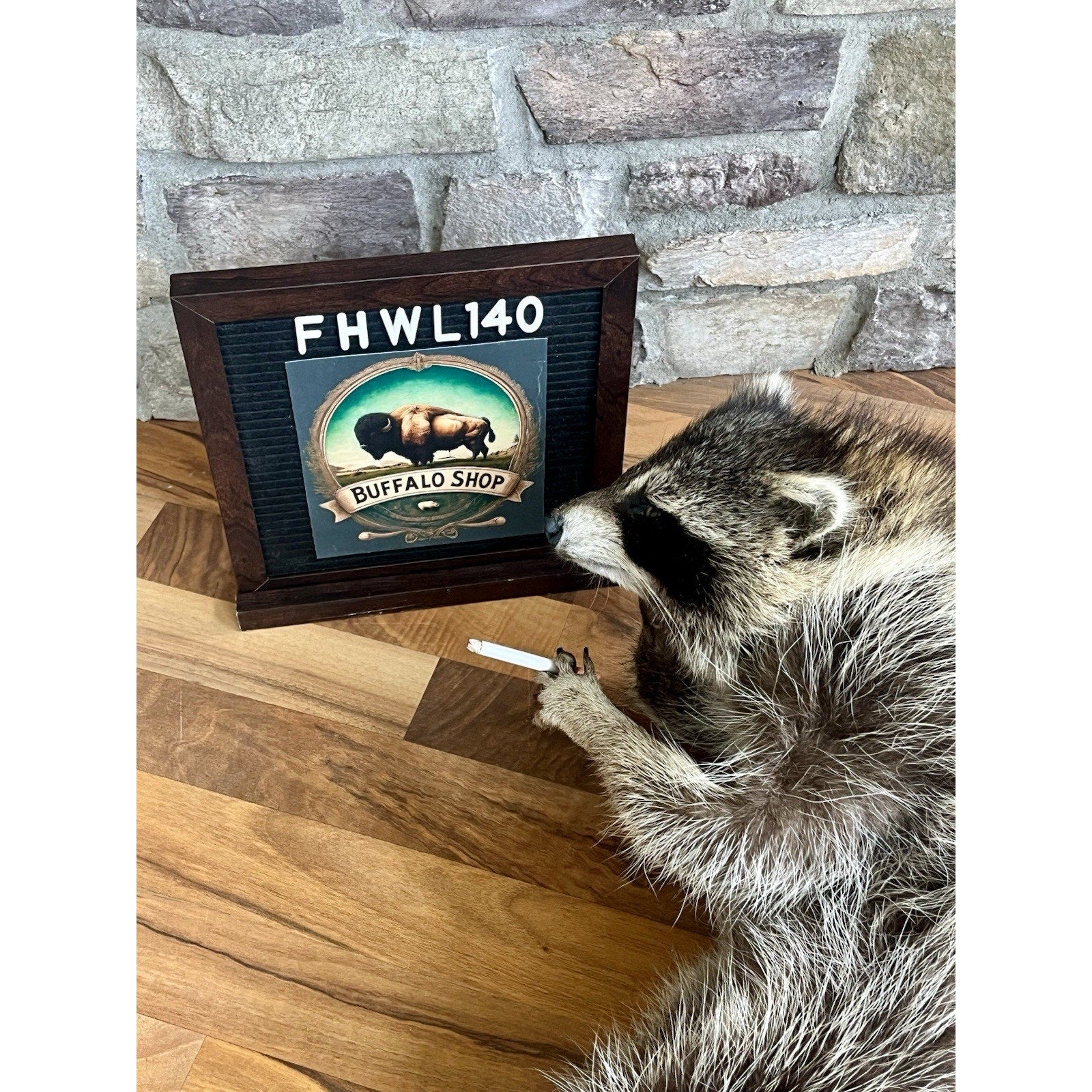 FHWL140- Fat Raccoon Taxidermy Mount