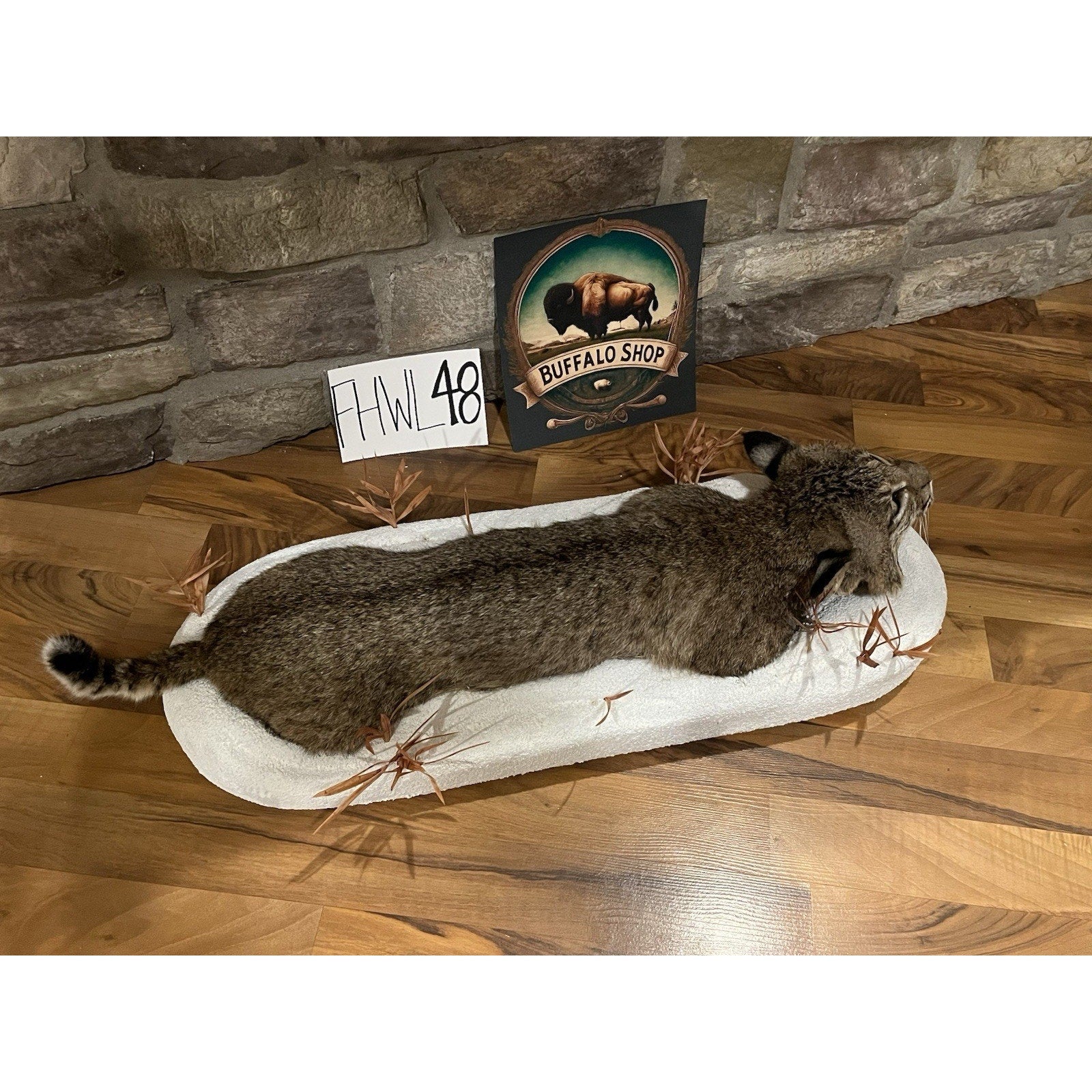 FHWL48 - Bobcat Taxidermy Full Body Mount In Snow.