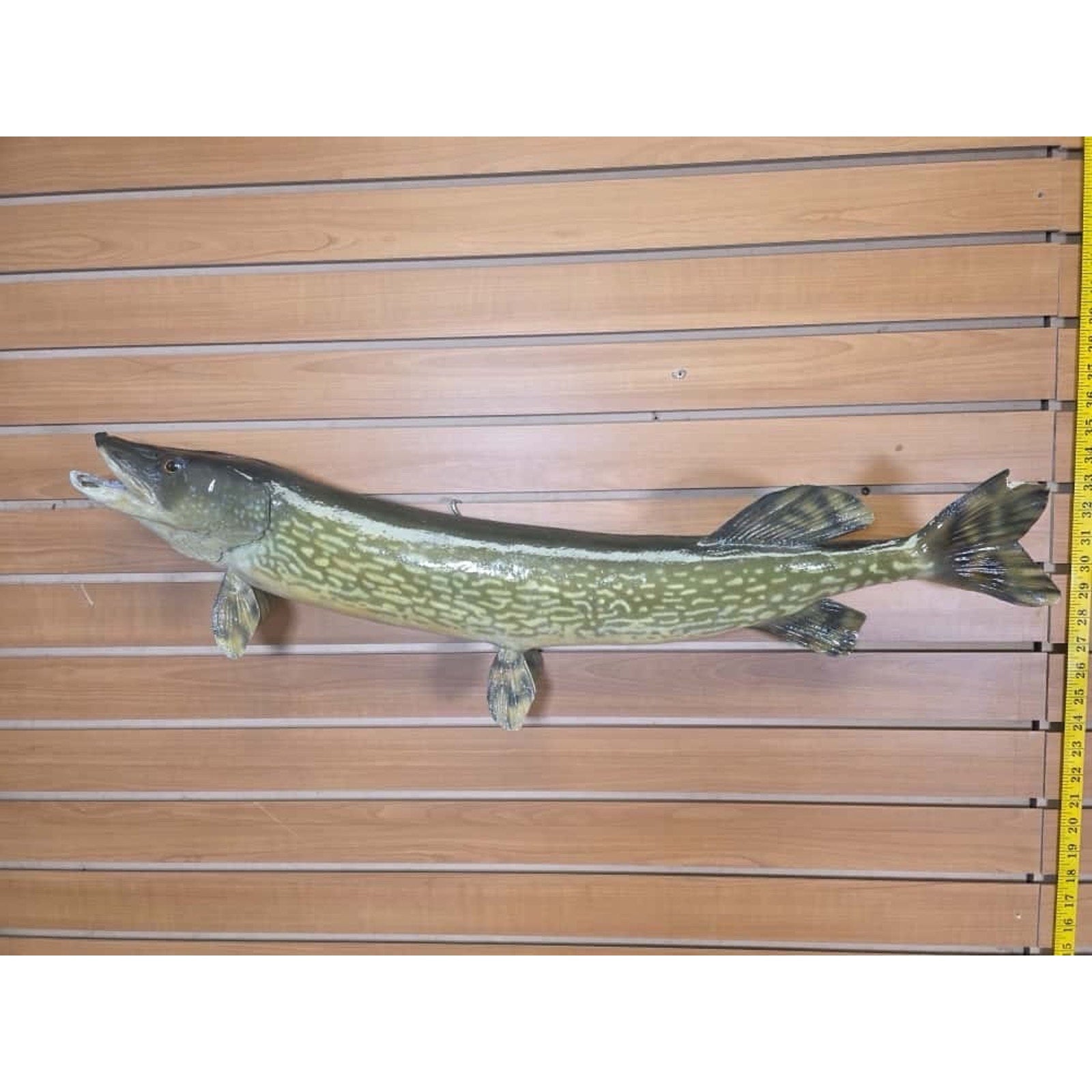 JTV220 - 36” Northern Fish Real Skin Taxidermy Mount