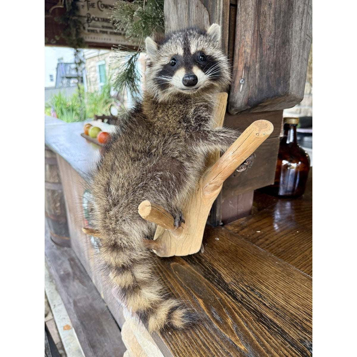 FHBD0826R - Baby Raccoon Taxidermy Mount On Log