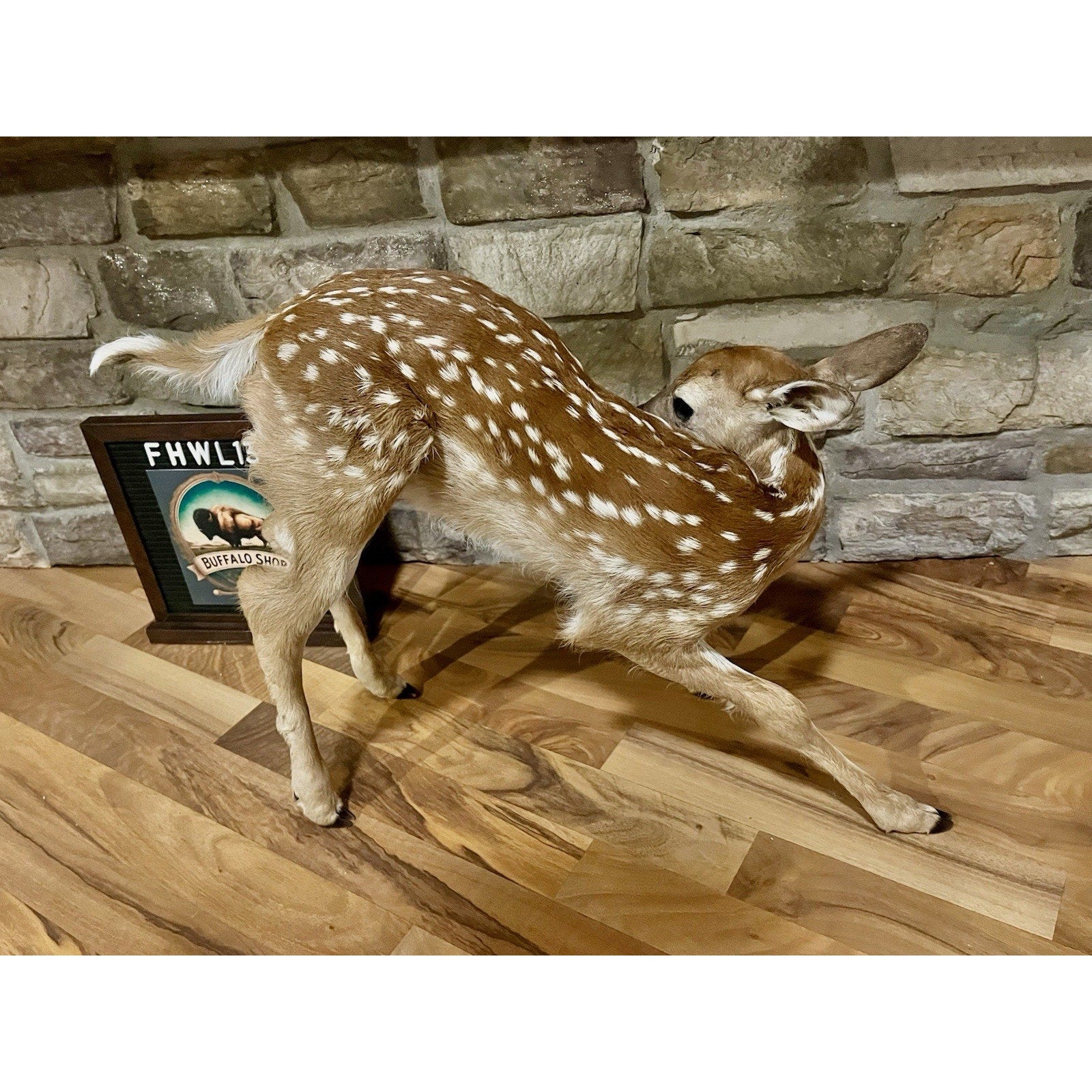 FHWL137 - Fawn Lifesize Taxidermy Mount Free Standing