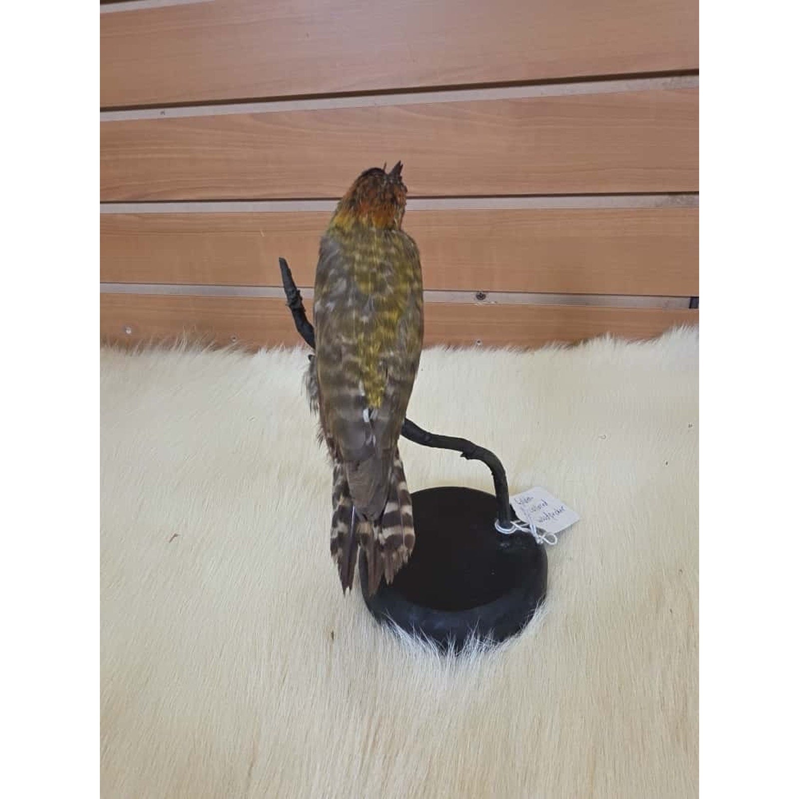 SPL1 - Zoo Raised Golden Collared Woodpecker Taxidermy Mount