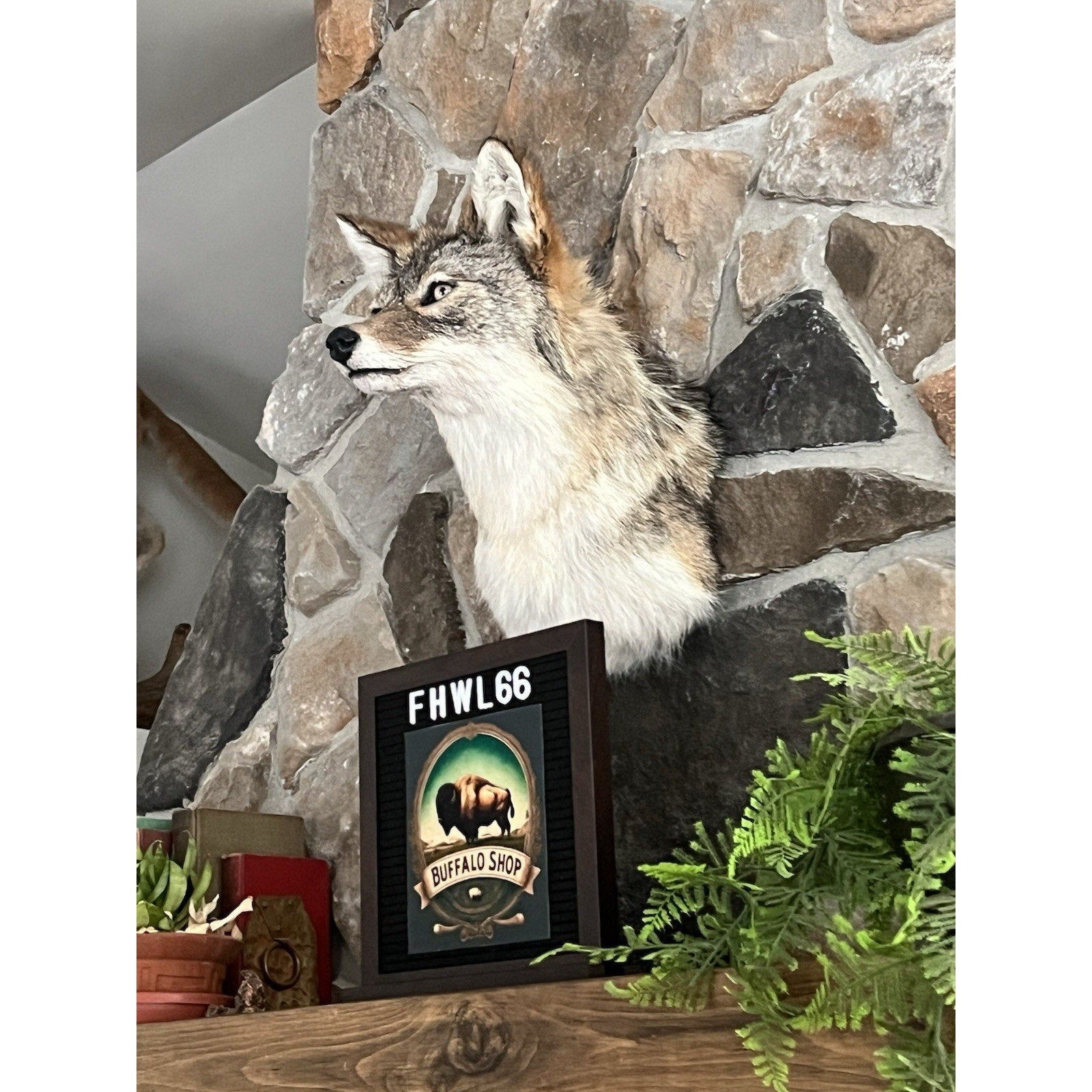 FHWL66 - Coyote Shoulder Museum Quality mount Taxidermy