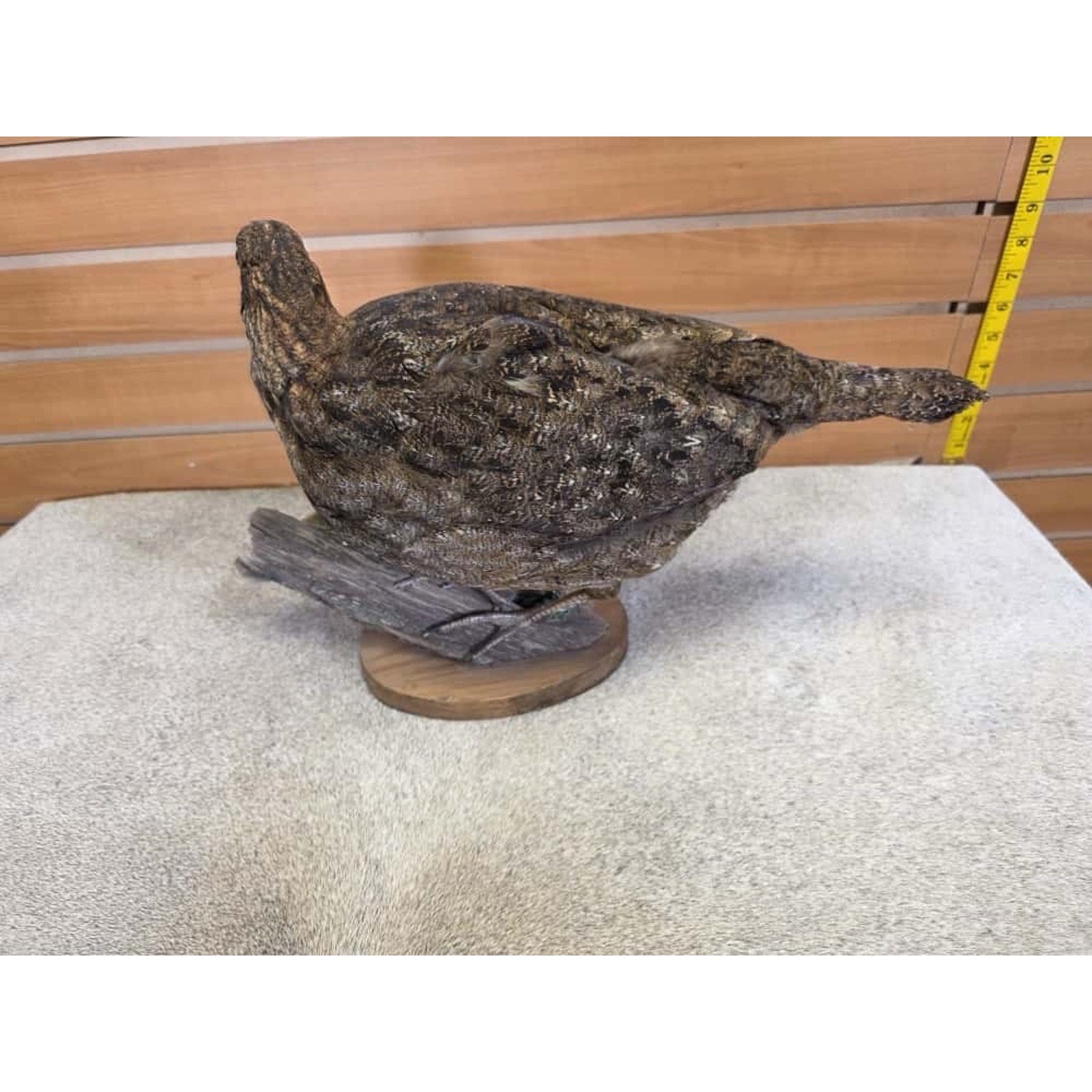 JTV252 - Temminck Tragopan hen Taxidermy Mount