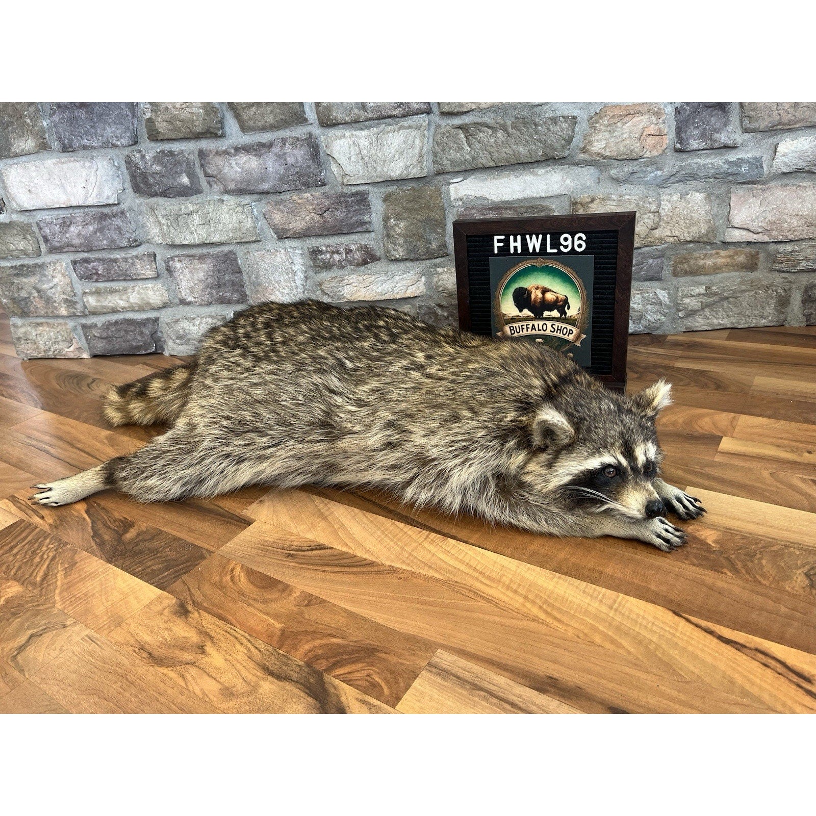 FHWL96 - Fat Raccoon Taxidermy Mount