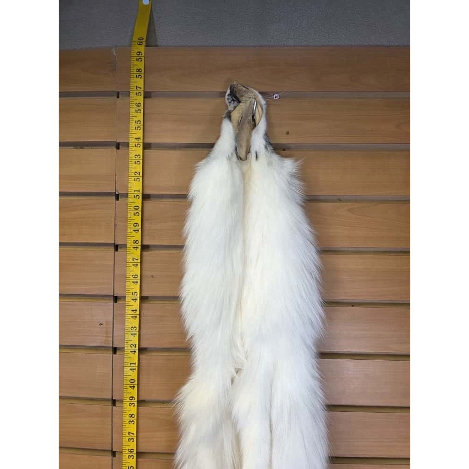 FHCM9 - Gorgeous Ranch Fox Soft Tanned Furs Taxidermy