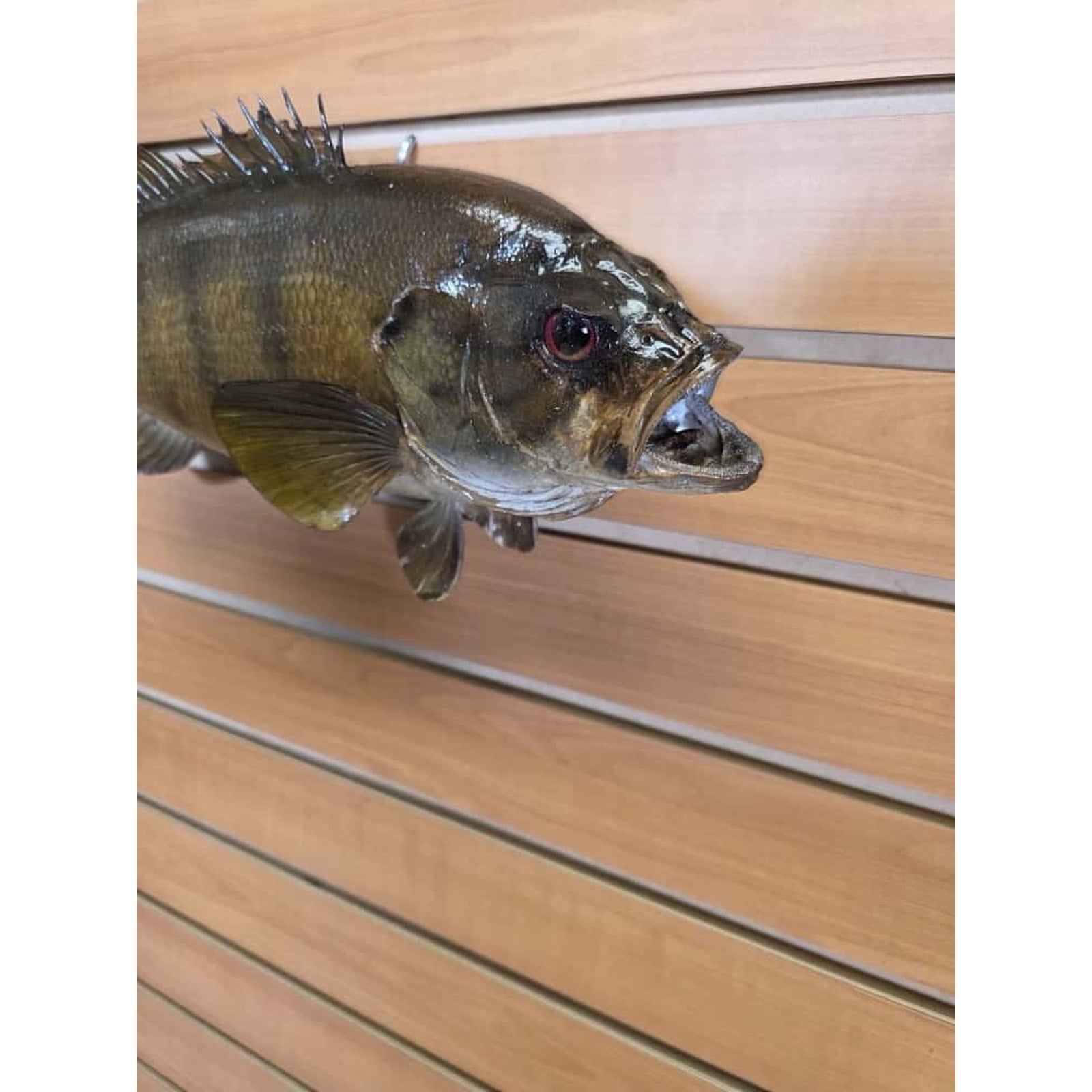 JTV207 - Small Mouth bass 17 1/2” Real Skin Fish Taxidermy Mount