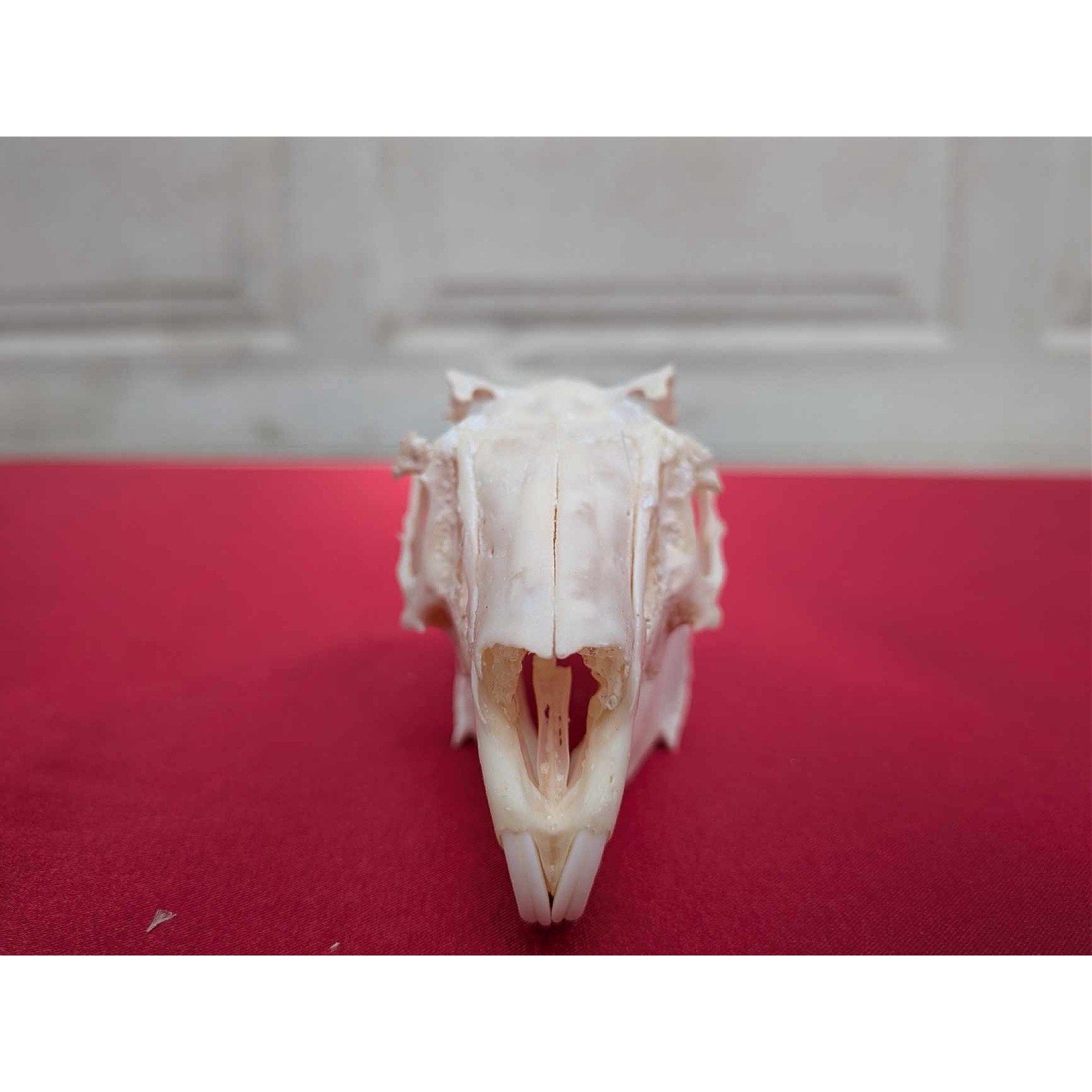 FHPAT83 - Real White-Tailed Jackrabbit Skull - Lepus townsendii