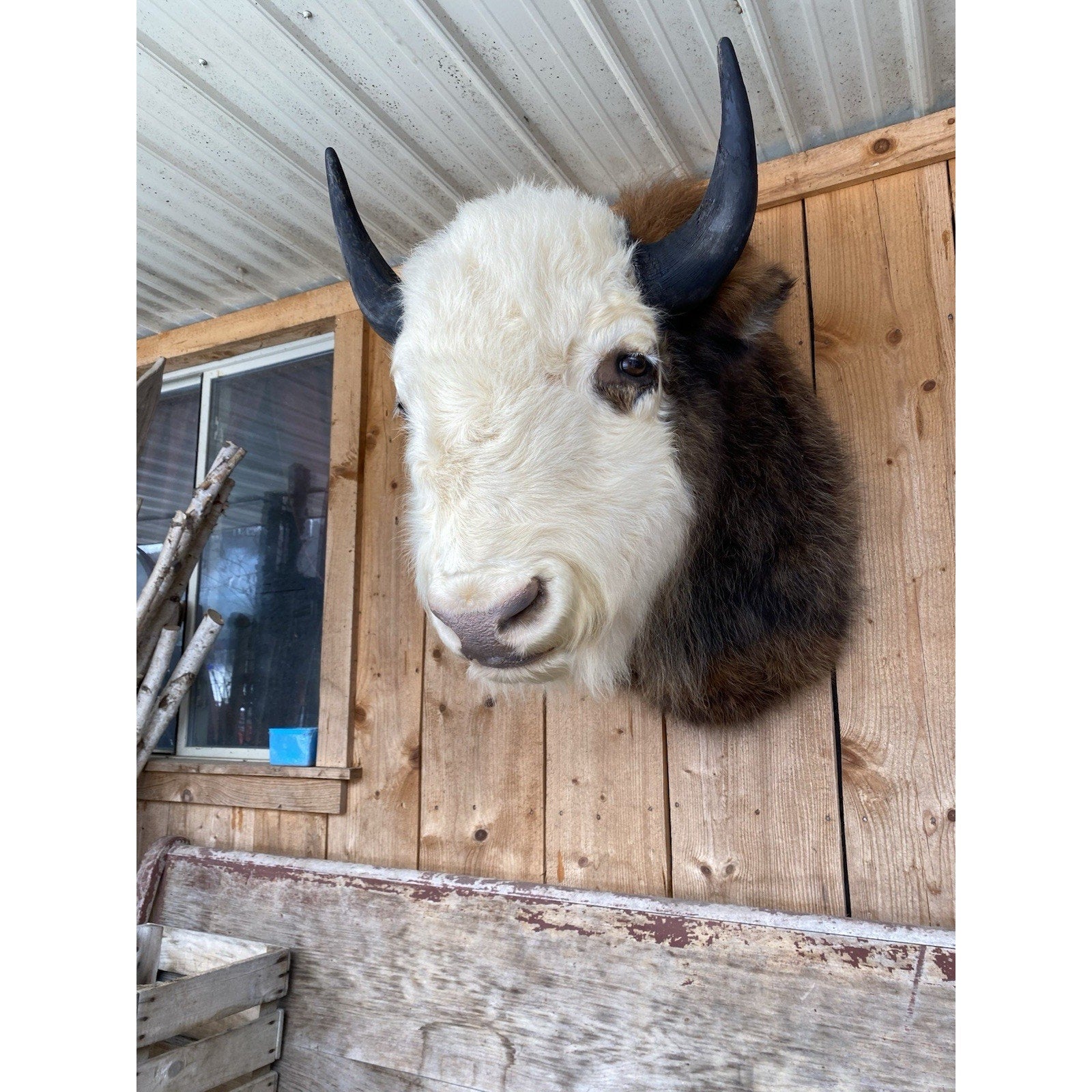 FHDAR43- Rare Sacred White-faced Buffalo Bison Taxidermy Shoulder mount