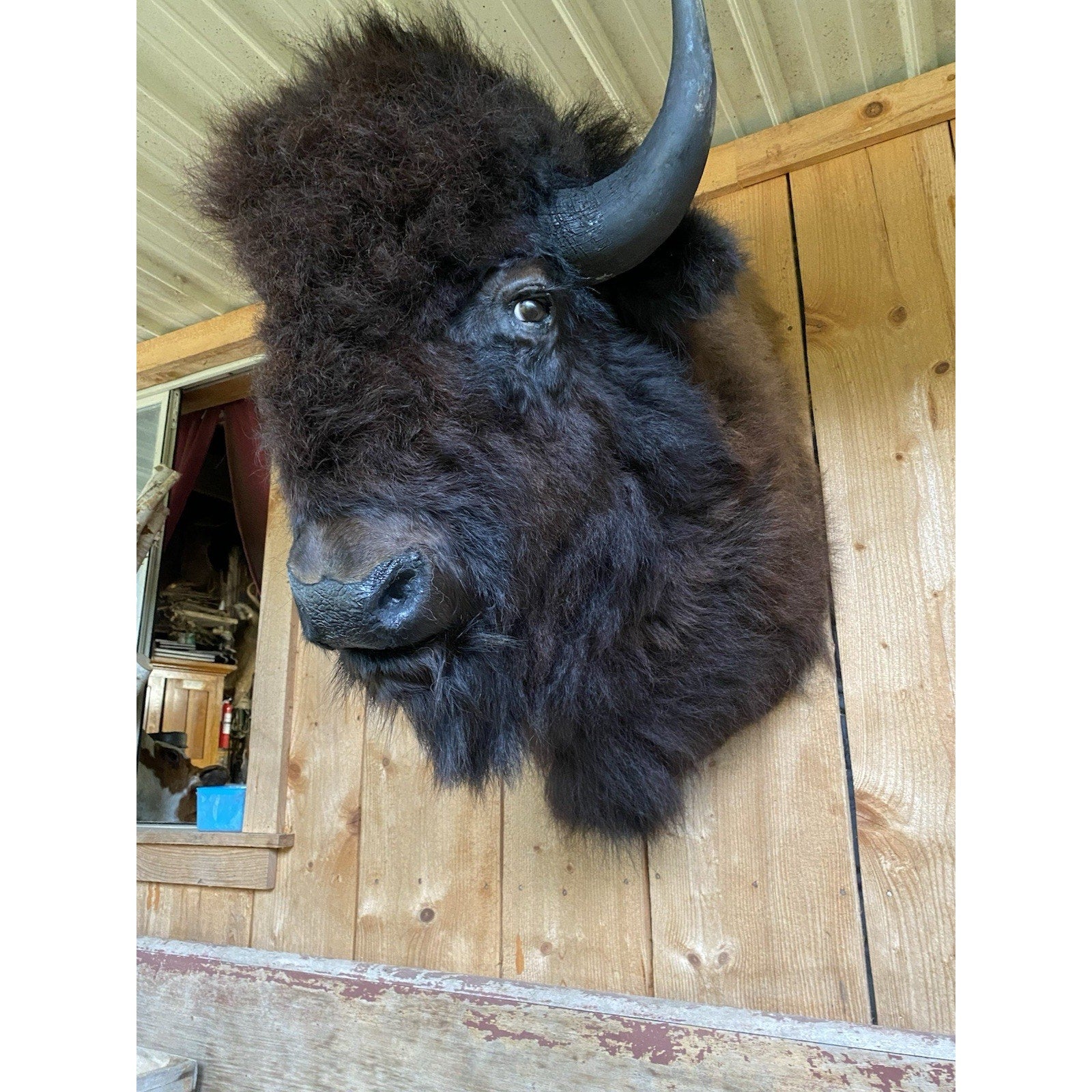FHDAR42-XL Buffalo Taxidermy Shoulder mount Bull