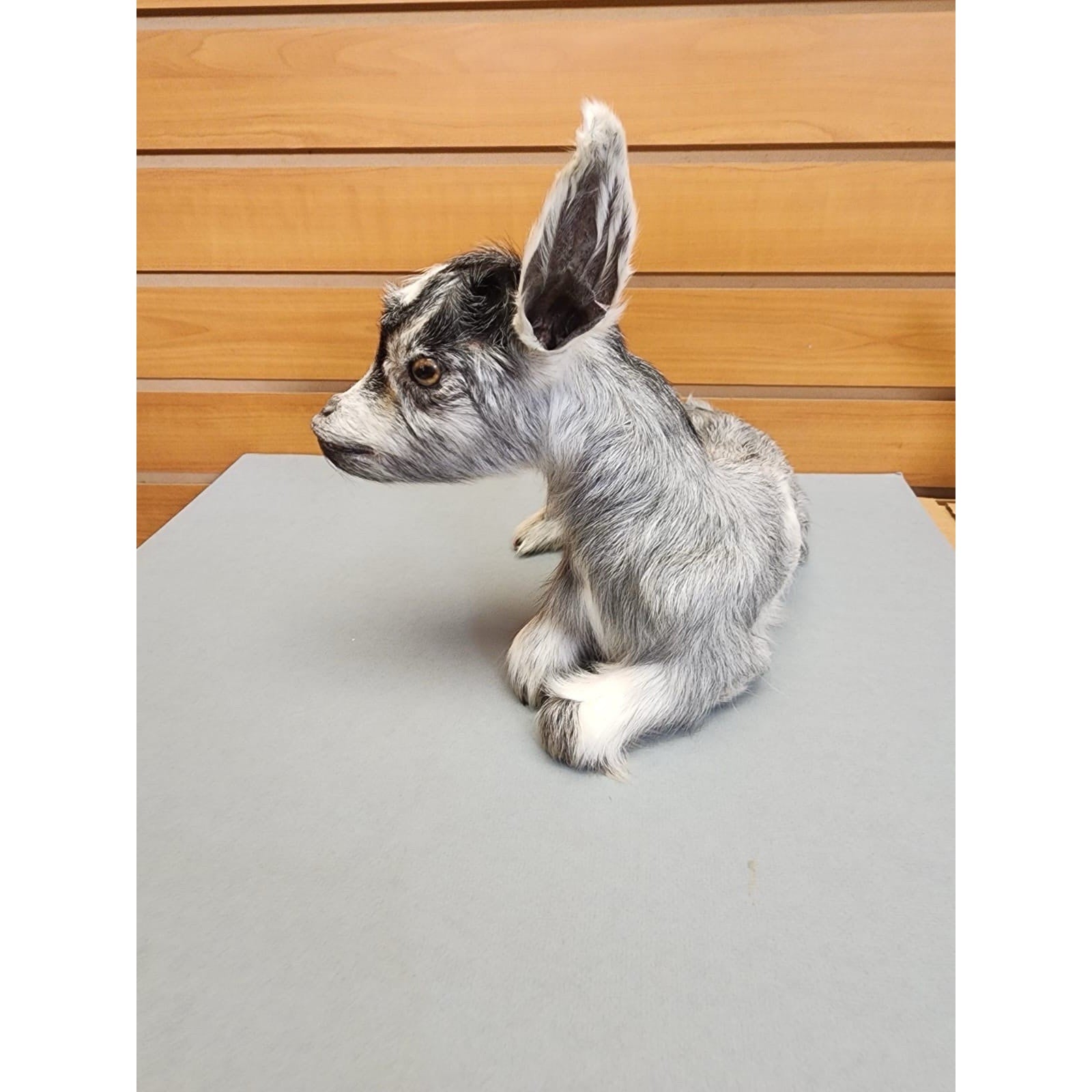 Real Beautiful Goat Taxidermy Mount ($1250 Each)