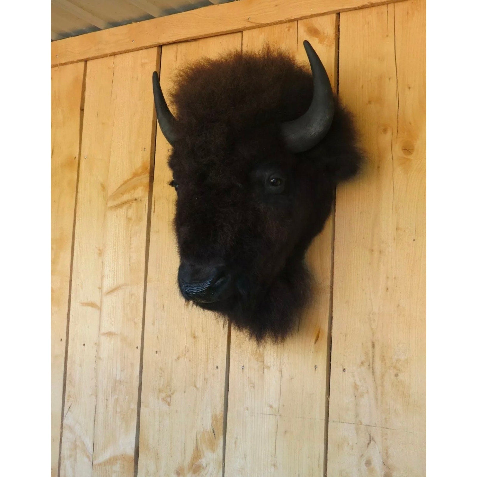 FHDAR818 - Real Buffalo / Bison Head Taxidermy Mount New Neck Mount