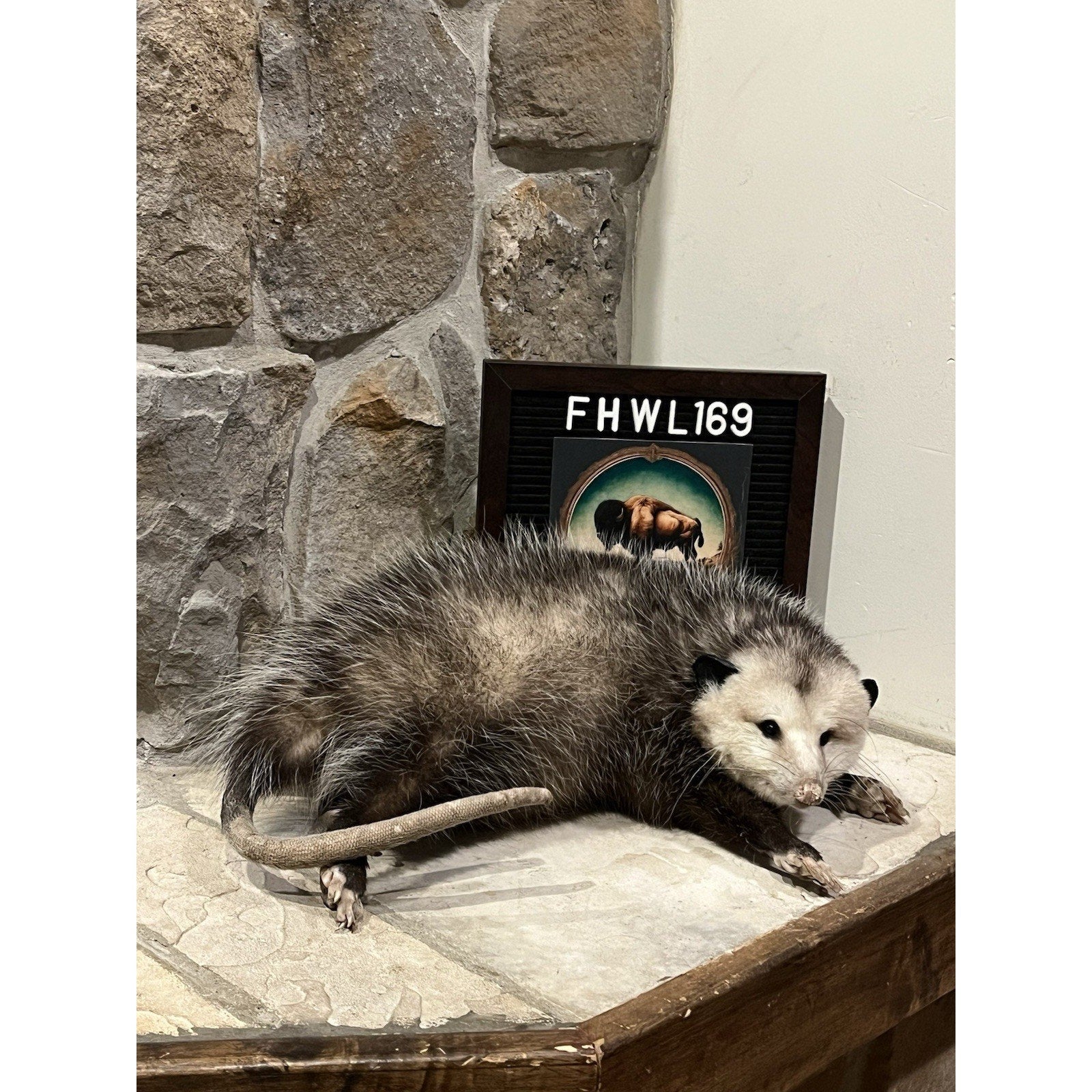 FHWL169 - Fat Opossum Taxidermy Full Body Mount