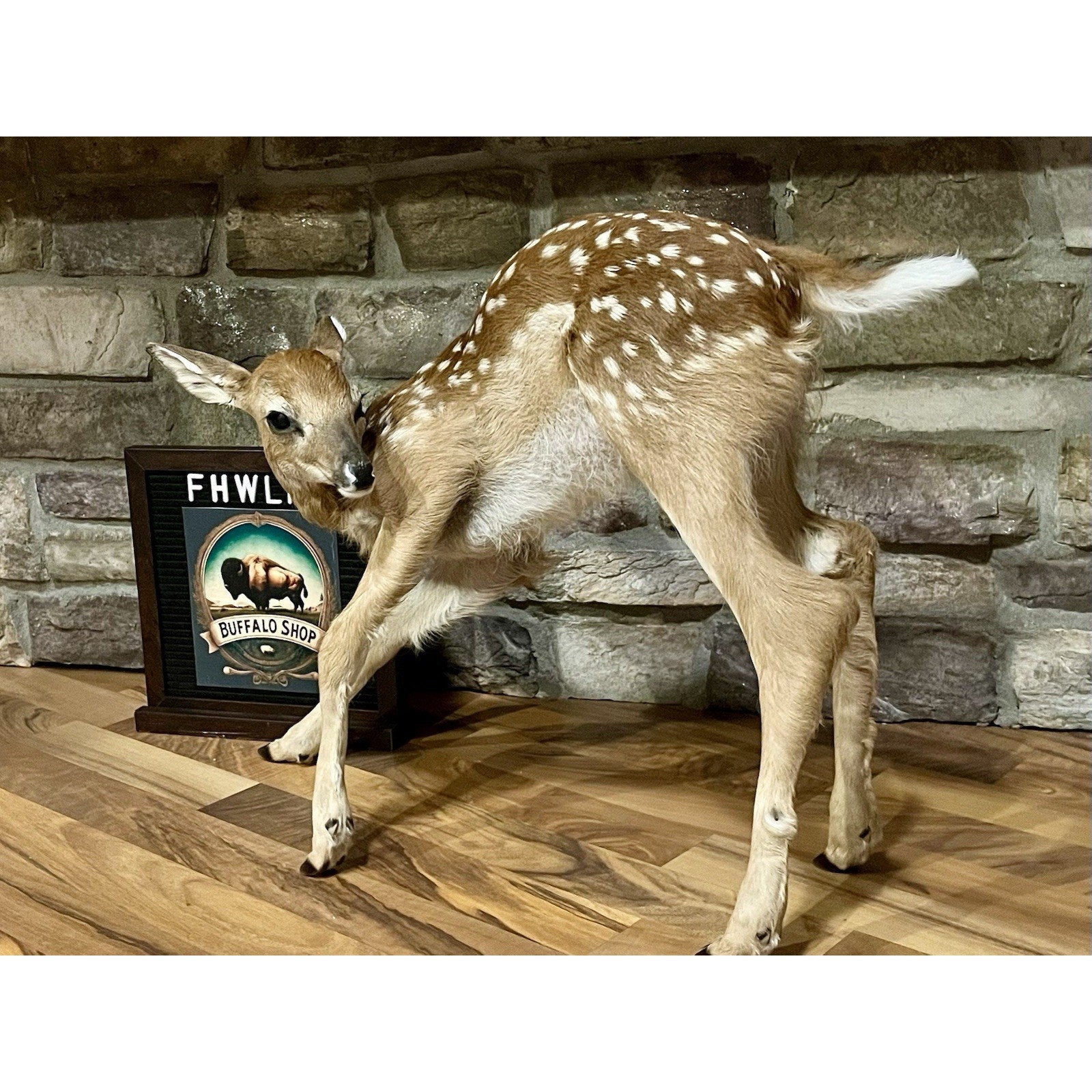 FHWL137 - Fawn Lifesize Taxidermy Mount Free Standing