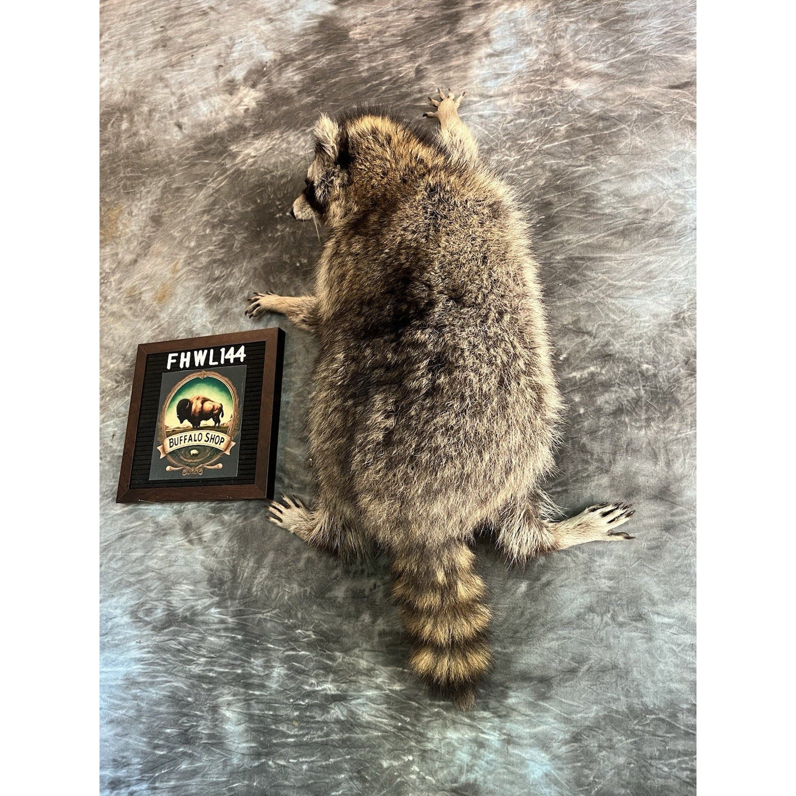 FHWL144- Fat Raccoon Taxidermy Mount
