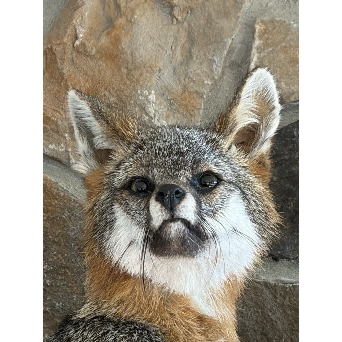 FHWL221 - Grey Fox Taxidermy Full Body Mount Cabin Camp Man Cave