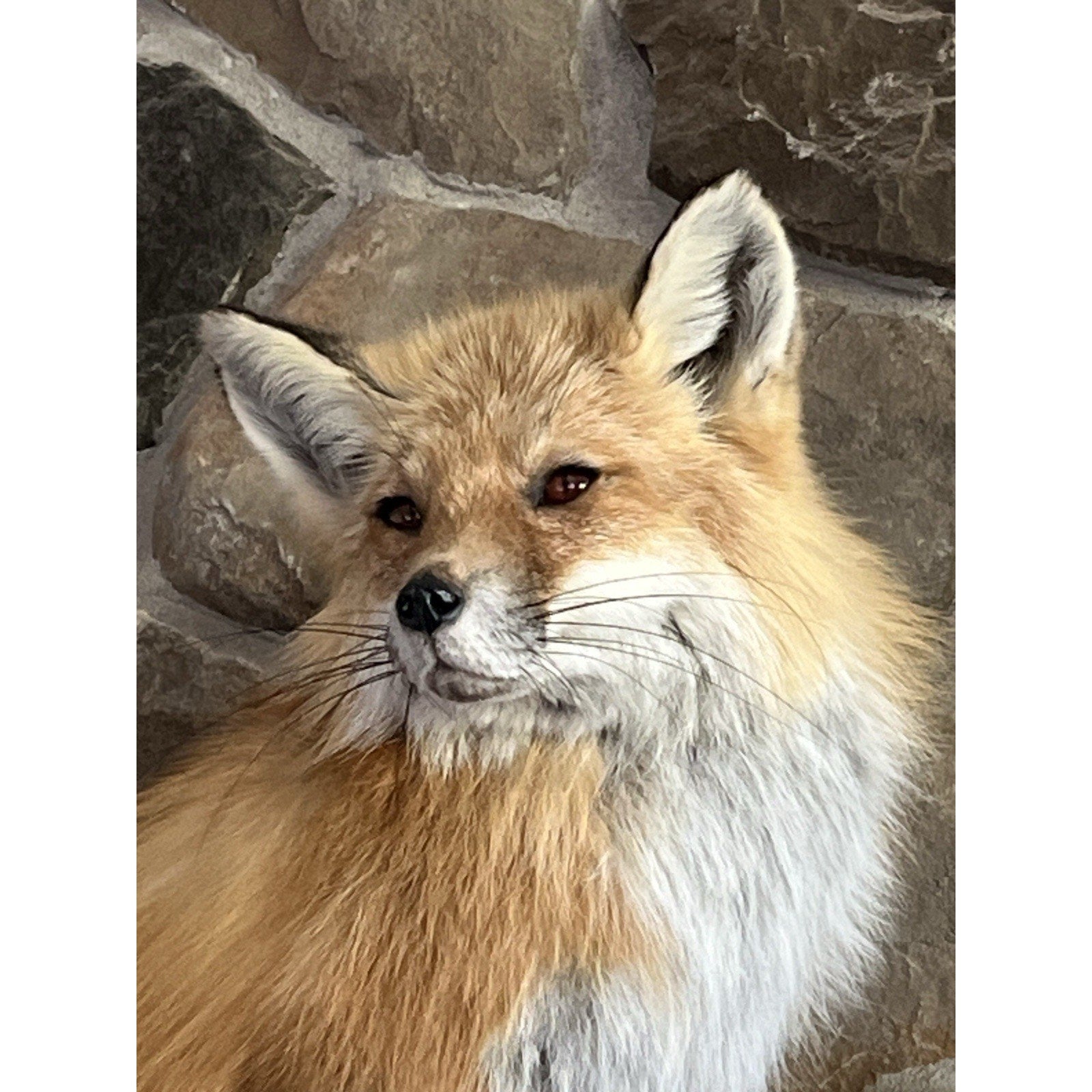 FHWA0914 - Red Fox Taxidermy Full Body Mount