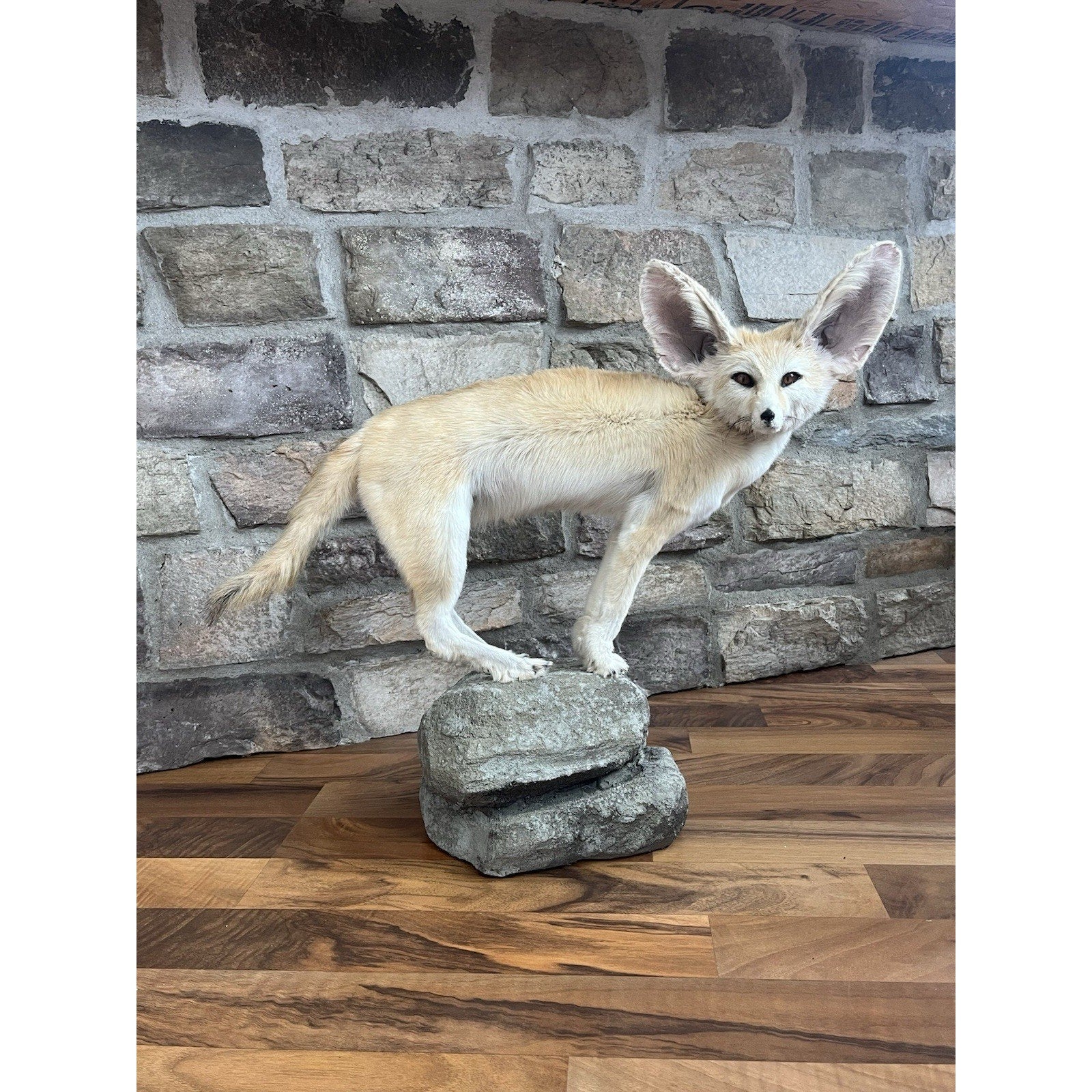 FHWL28 - Museum Quality Fennec Fox Taxidermy Full Body Mount