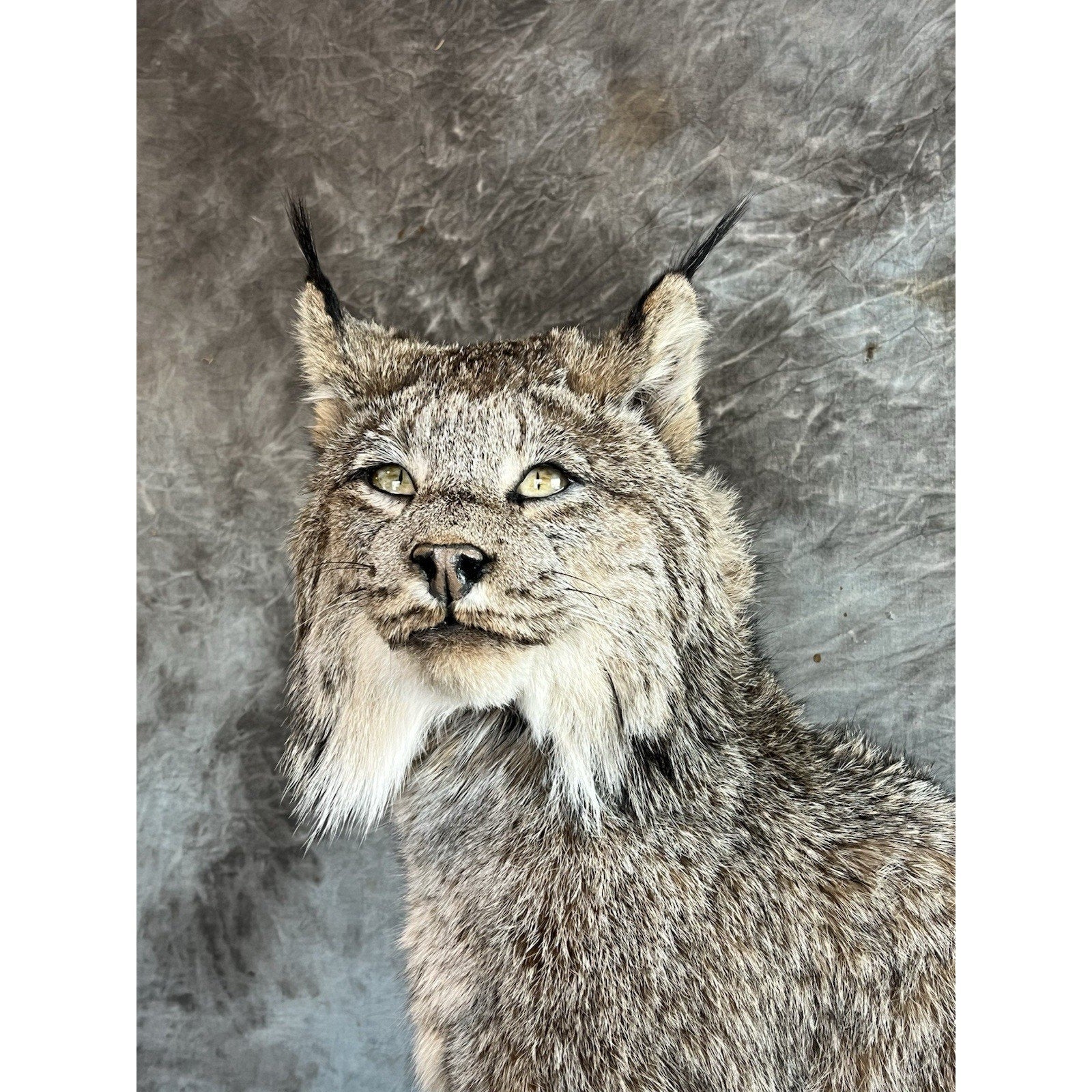 FHWL35 - Alaskan Lynx Taxidermy Full Body Mount Prime Fur