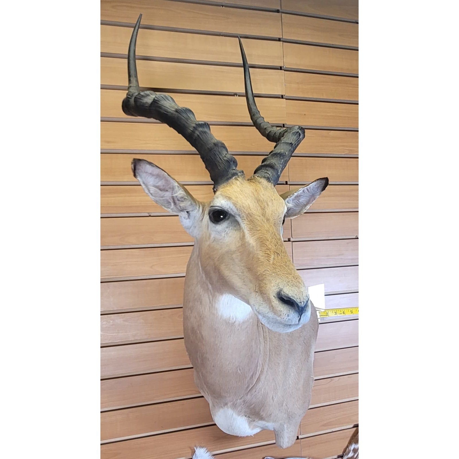 FHFF300 - Impala Head (Aepyceros melampus) – Taxidermy Mount