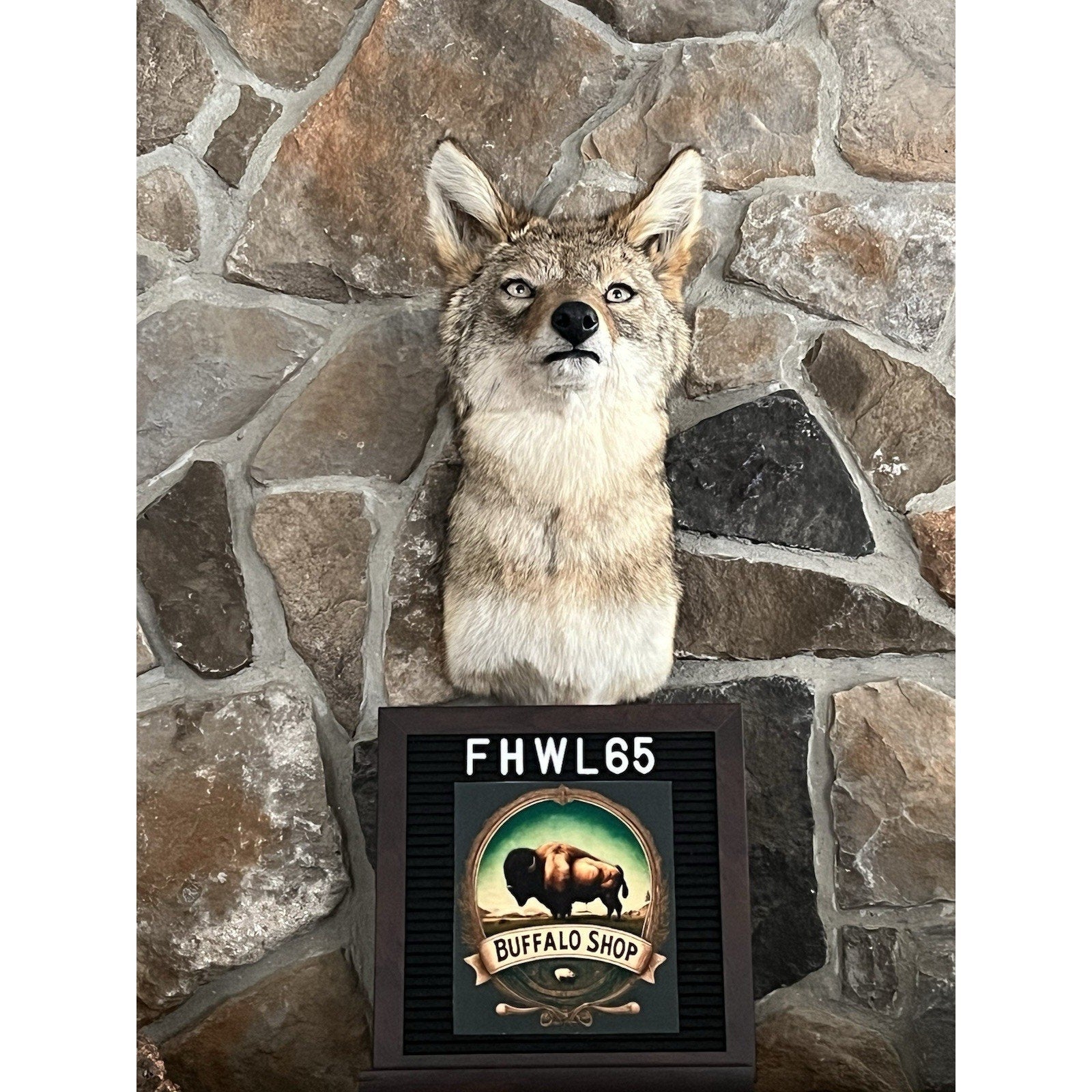 FHWL65 - Coyote Shoulder Museum Quality mount Taxidermy
