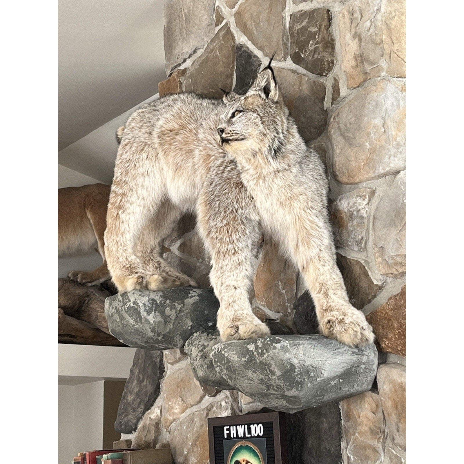 FHWL100 - Alaskan Lynx Taxidermy Full Body Mount Prime Fur