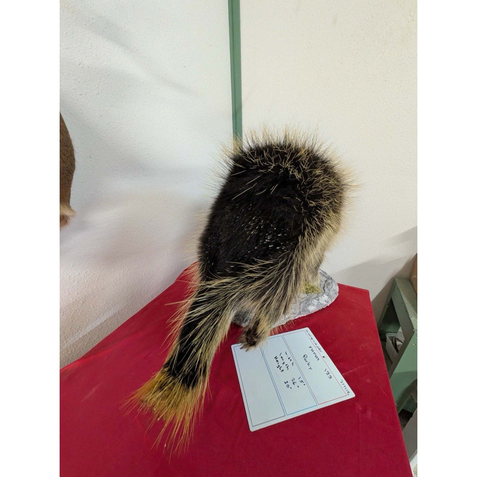 FHPAT133- Beautiful Montana Prime Winter Porcupine Full Taxidermy Mount