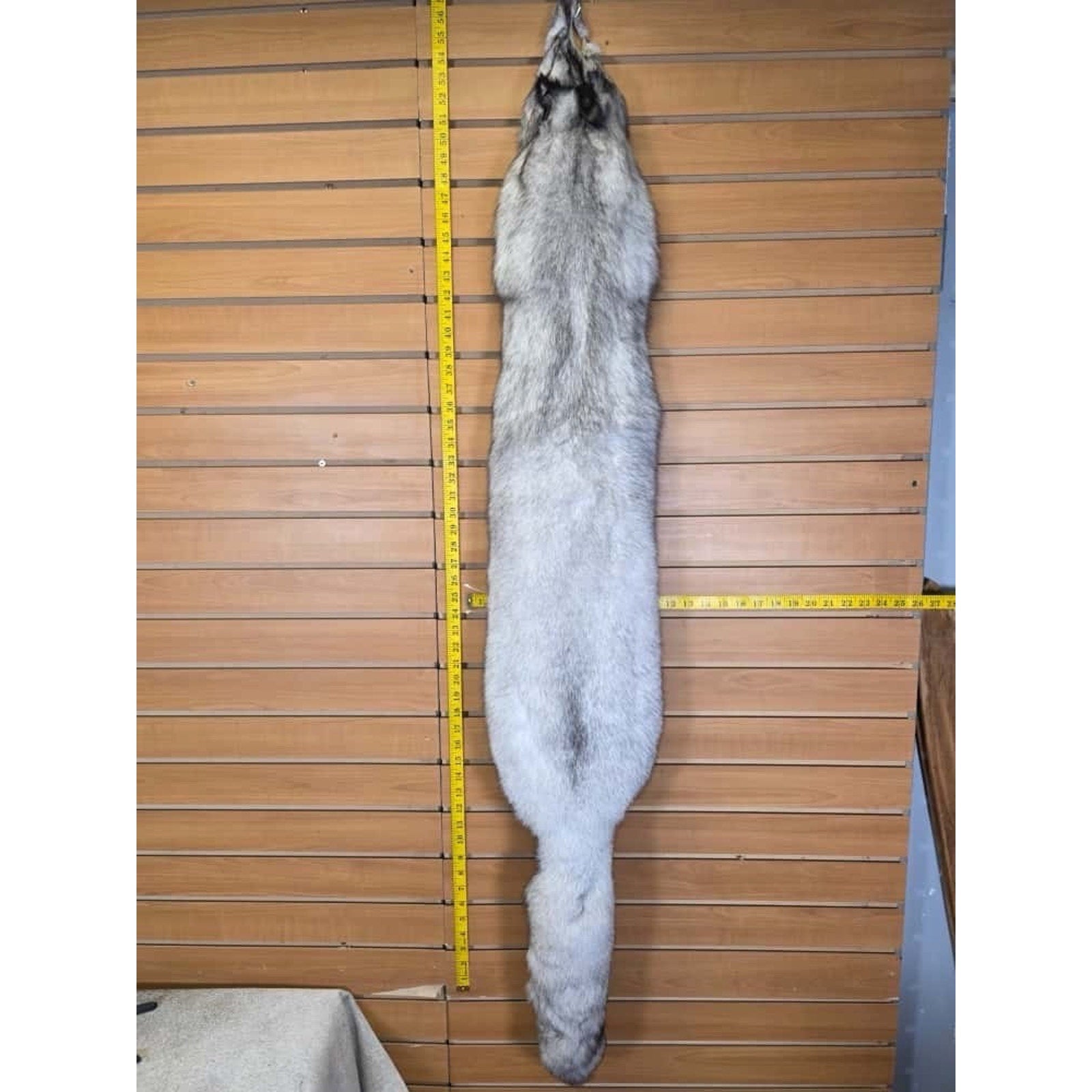 FHCM11 - Soft Tanned Blue Ranch Fox Furs Taxidermy