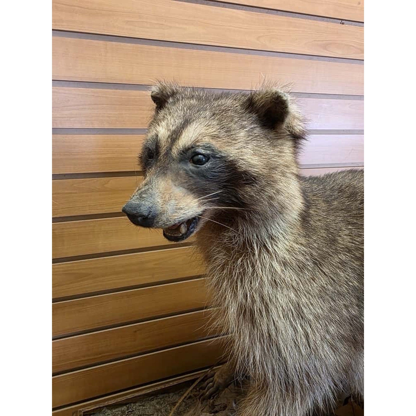 JTV250 - Vintage Raccoon Taxidermy Mount